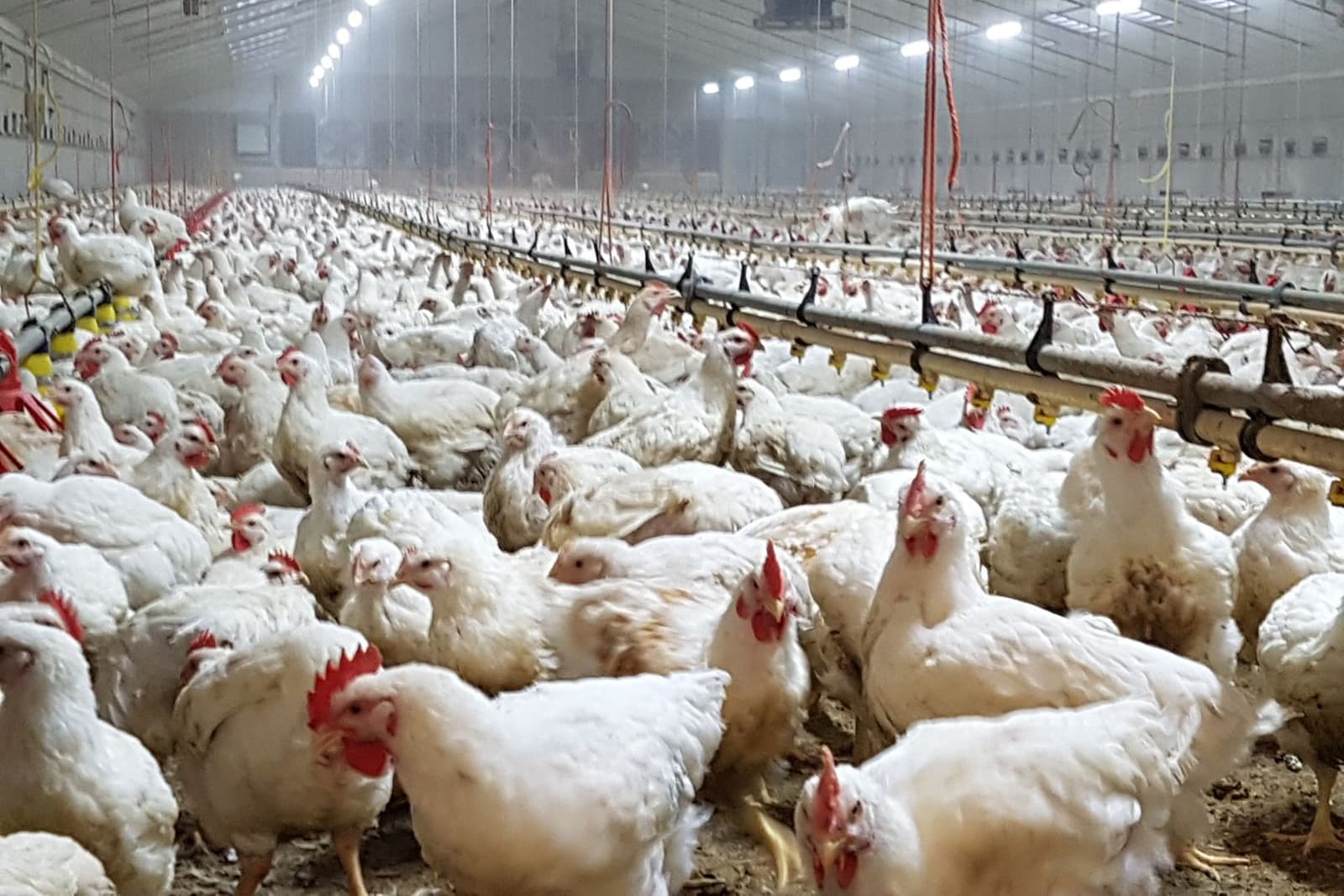 Foto: Freshlight Agri