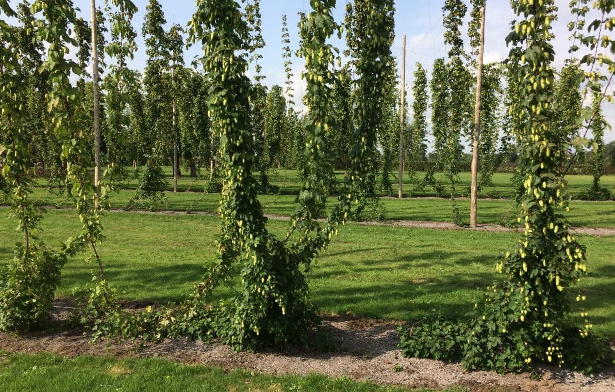 Foto: Hogenelst