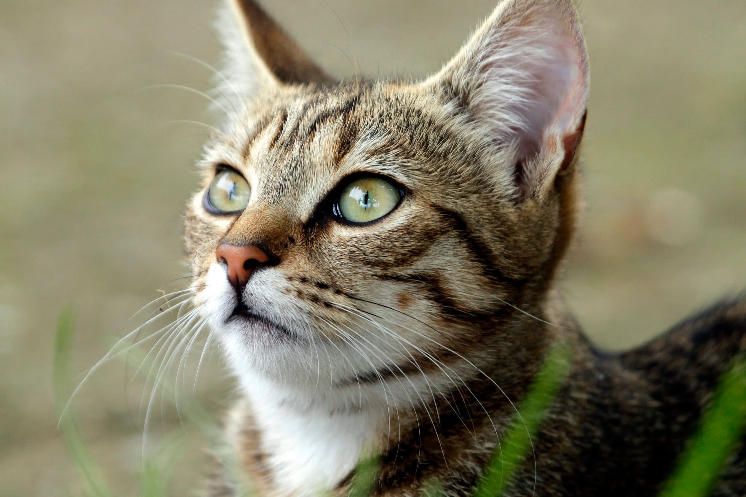 Archieffoto van jonge kat. - Foto: Henk Riswick