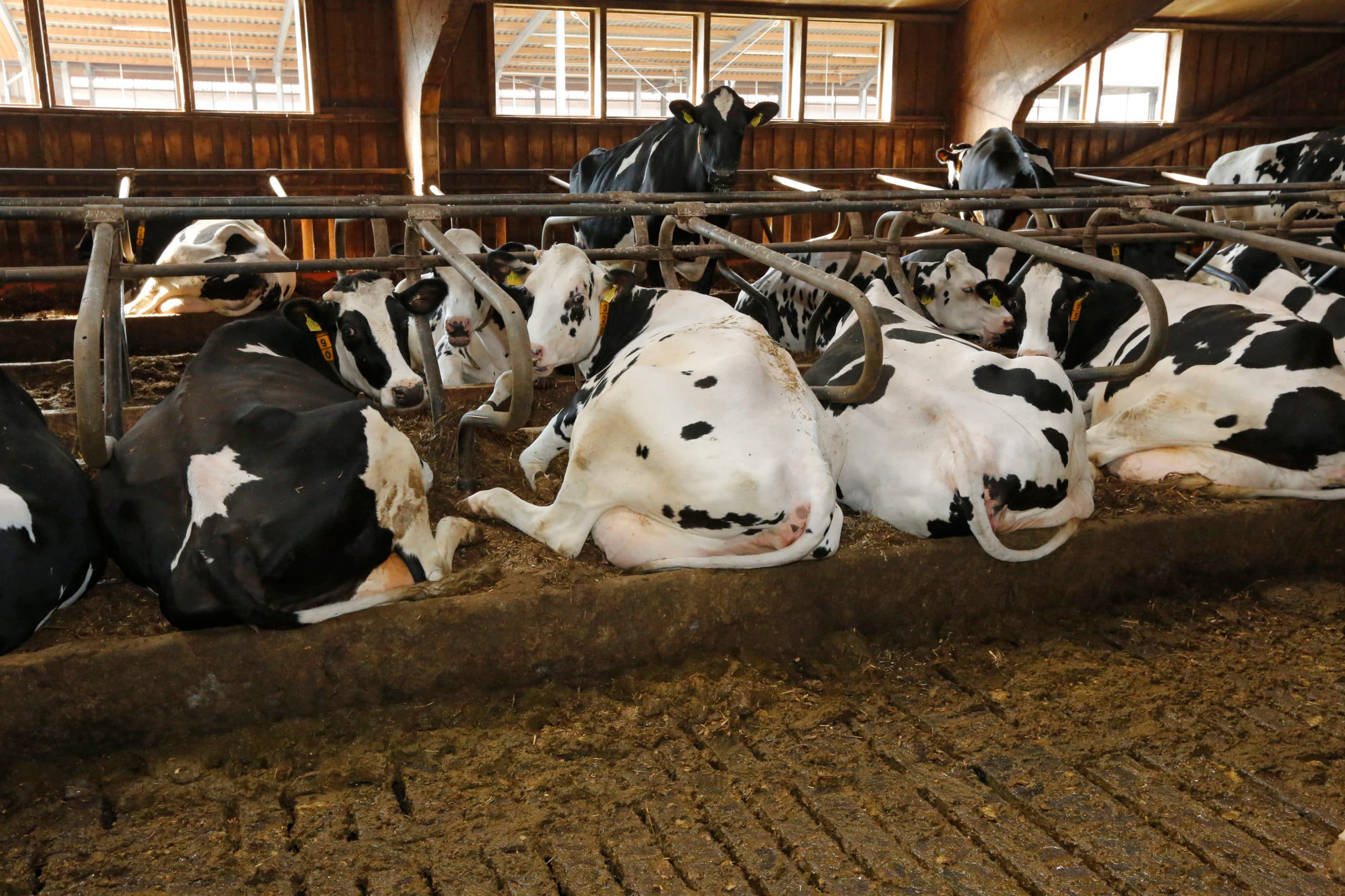 Melkkoeien op Duits melkveebedrijf. - Foto: Henk Riswick