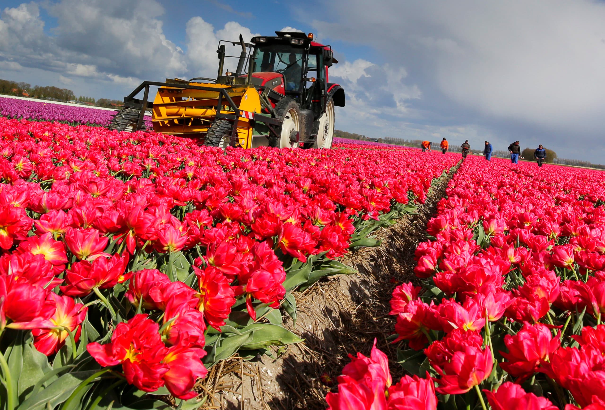Tulpen in de Flevopolder. Een leverancier van mycorrhizaproducten stelt in een bloembollenrapport dat ziekten te voorkomen zijn als in plaats van chemische middelen microben in de bodem worden gebracht. Theo Grent nuanceert deze stelling. - Foto: Ruud Ploeg