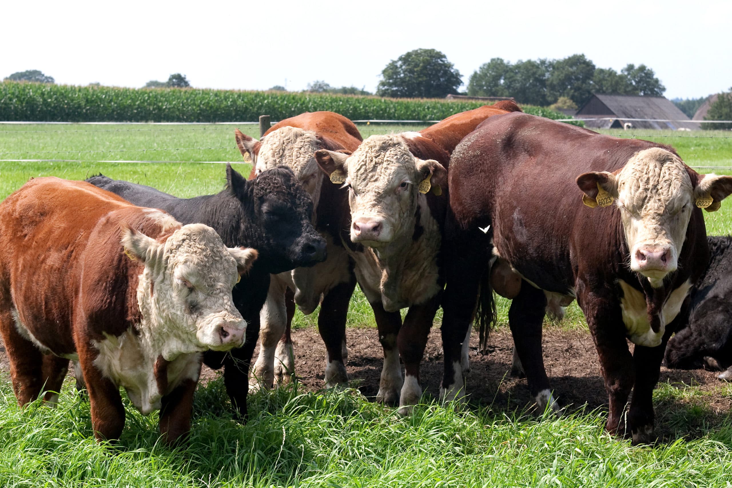 Hereford-koeien, van nature zonder hoorns - Foto: Ronald Hissink