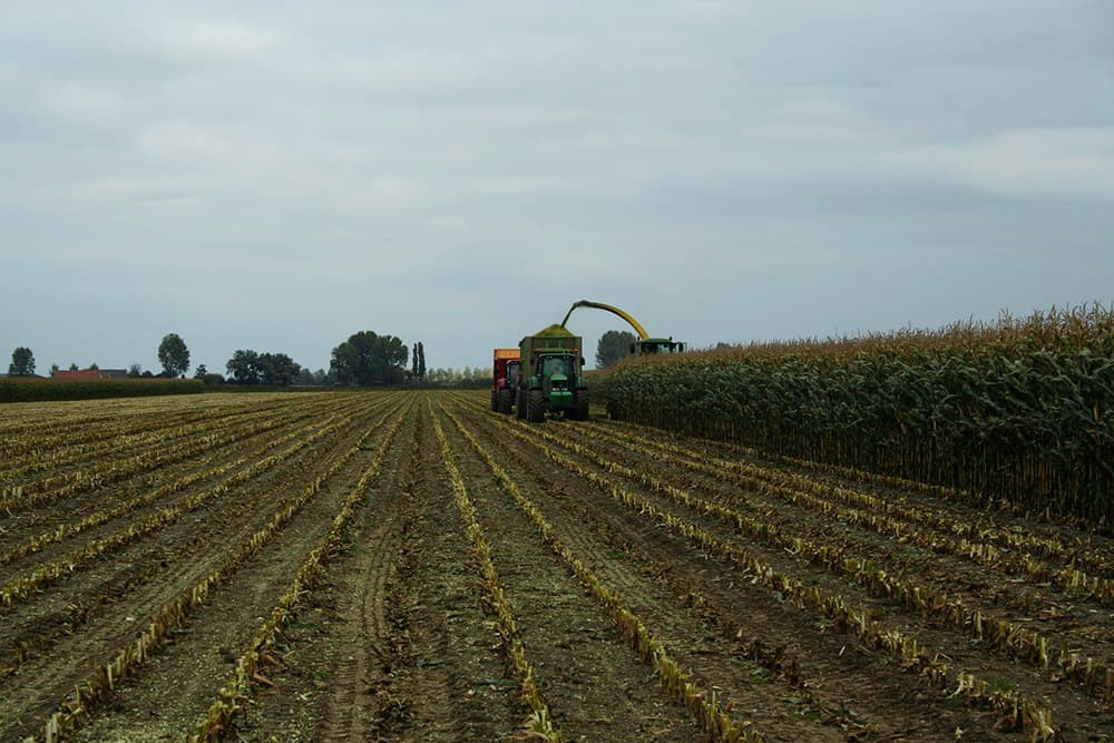 Foto: Barenbrug