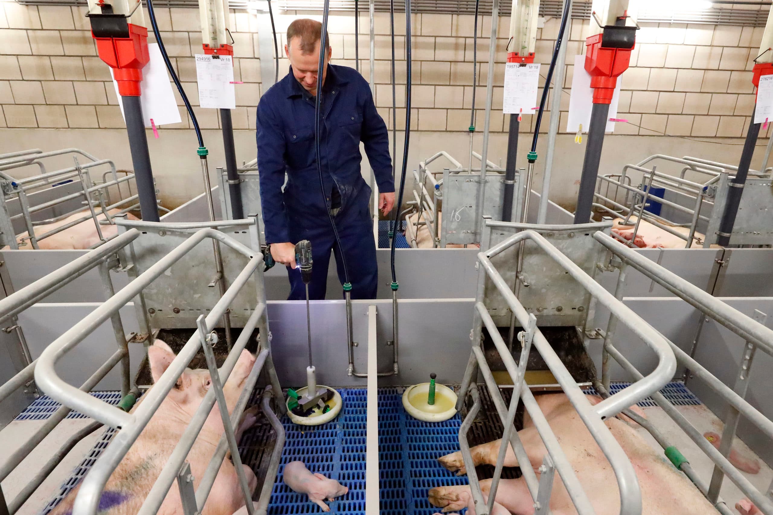 Langerwerf kocht bij MS Schippers 115 witte biggenkommen, de zogenoemde MS CleanFeeders. Die zijn eenvoudig schoon te maken. - Foto: Bert Jansen