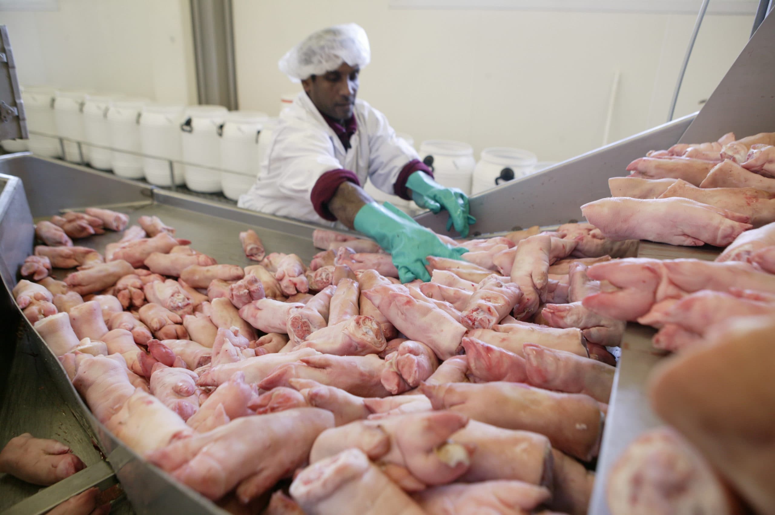 Varkenspootjes voor China. De Chinese vraag neemt sterk af dit jaar. Foto: Michel Zoeter