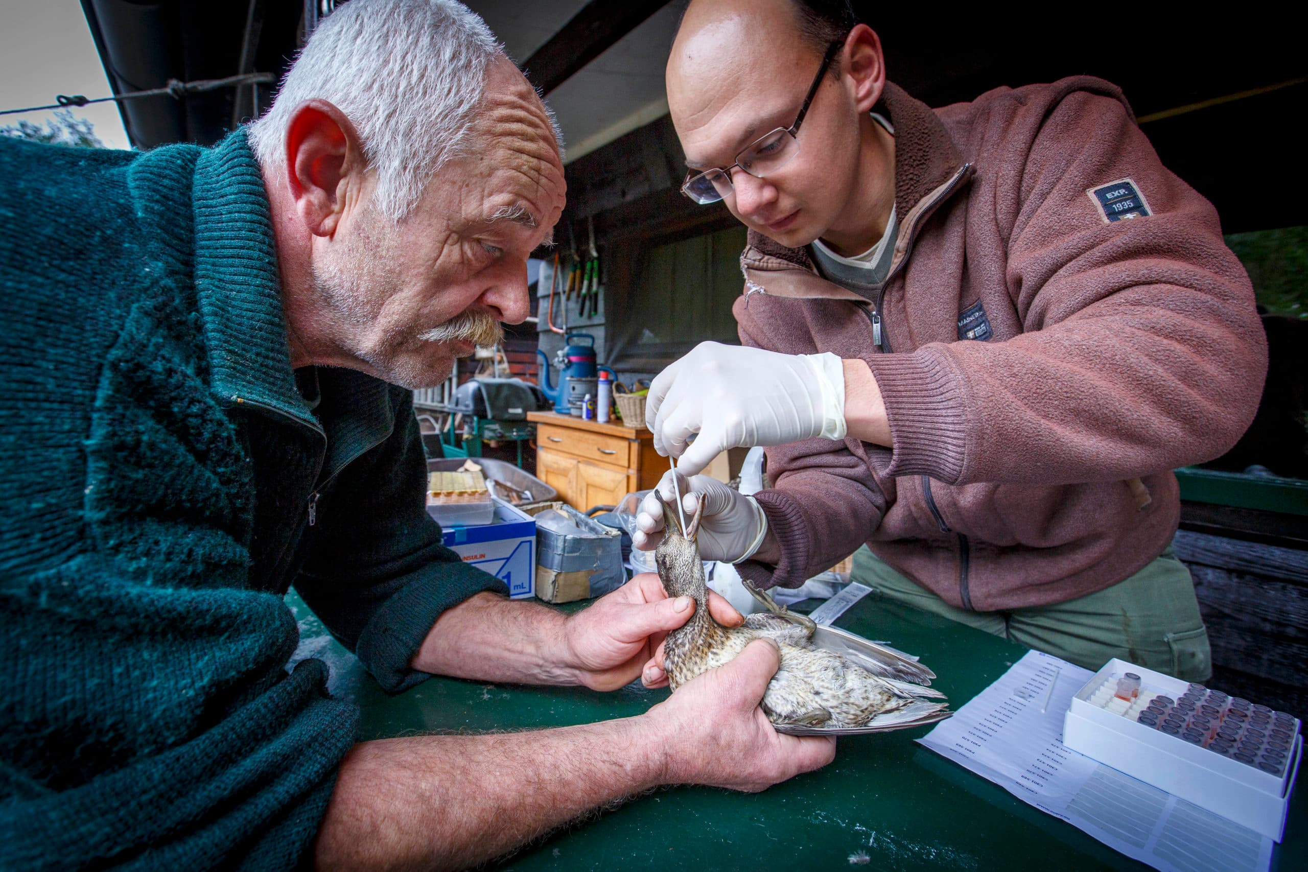 Onderzoekers nemen swabs bij een wilde eend om te zien of deze positief zijn voor vogelgriepvirus. - Foto: Roel Dijkstra