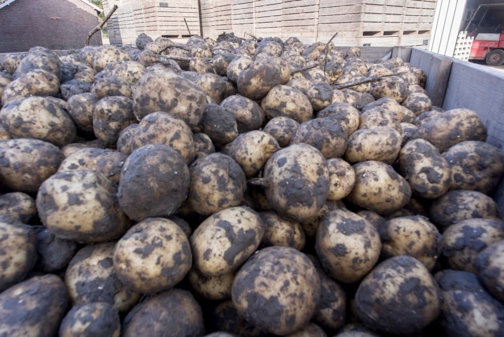 Voor de regen is nog met een voorraadrooier gerooid om de aardappelen op het veld voor te drogen. De Kverneland twee-rijige wagenrooier wordt bij het voorraadrooien gebruikt als opraper.