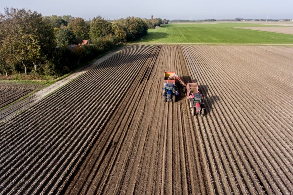 Pootgoed van het fabrieksaardappelras Stratos komt mooi in de kist bij maatschap Wim en zoon Erwin Boogaard in Nagele. De volle kisten blijven eerst een paar dagen buiten op het erf staan om alvast wat te drogen. - Foto's: Sytze Bakker