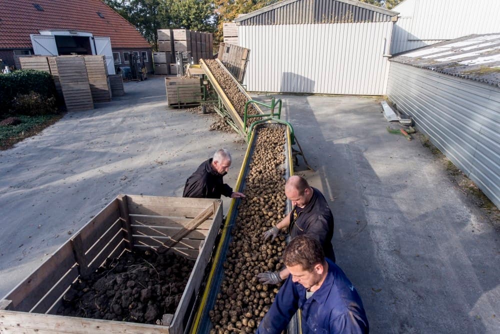 De poters komen er mooi uit. De egelband op de Riecam gooit het meeste gras, dat inmiddels op de ruggen is gegroeid, er uit.