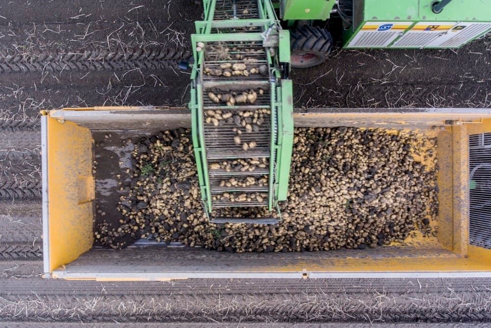 De Stratos aardappelen komen vrij schoon binnen, zodat heftruckchauffeur Tjeerd Kramer en kipperchauffeur Wiebe de Boer aan de band niet zoveel werk hebben.