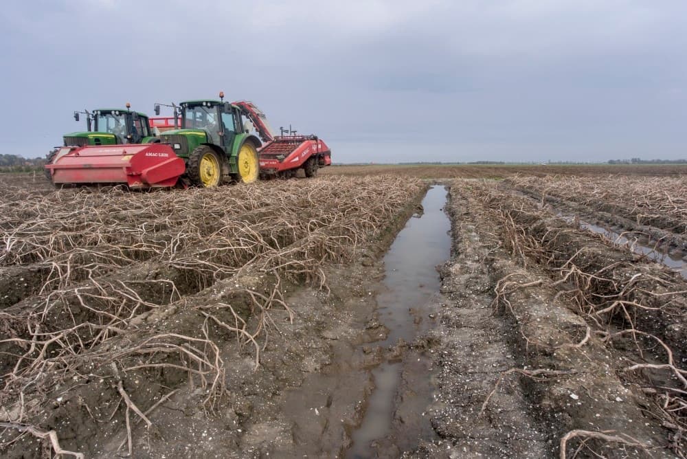 Er is nu voldoende ruimte om met de kipper naast de rooier te rijden. De aardappelen tussen de ruggen worden moeiteloos in het midden van de rooimat opgepakt. De wieltjes in de midden zijn zo afgesteld dat er geen knollen terugrollen. Uiteraard zitten er geen schijven op die plaats.
