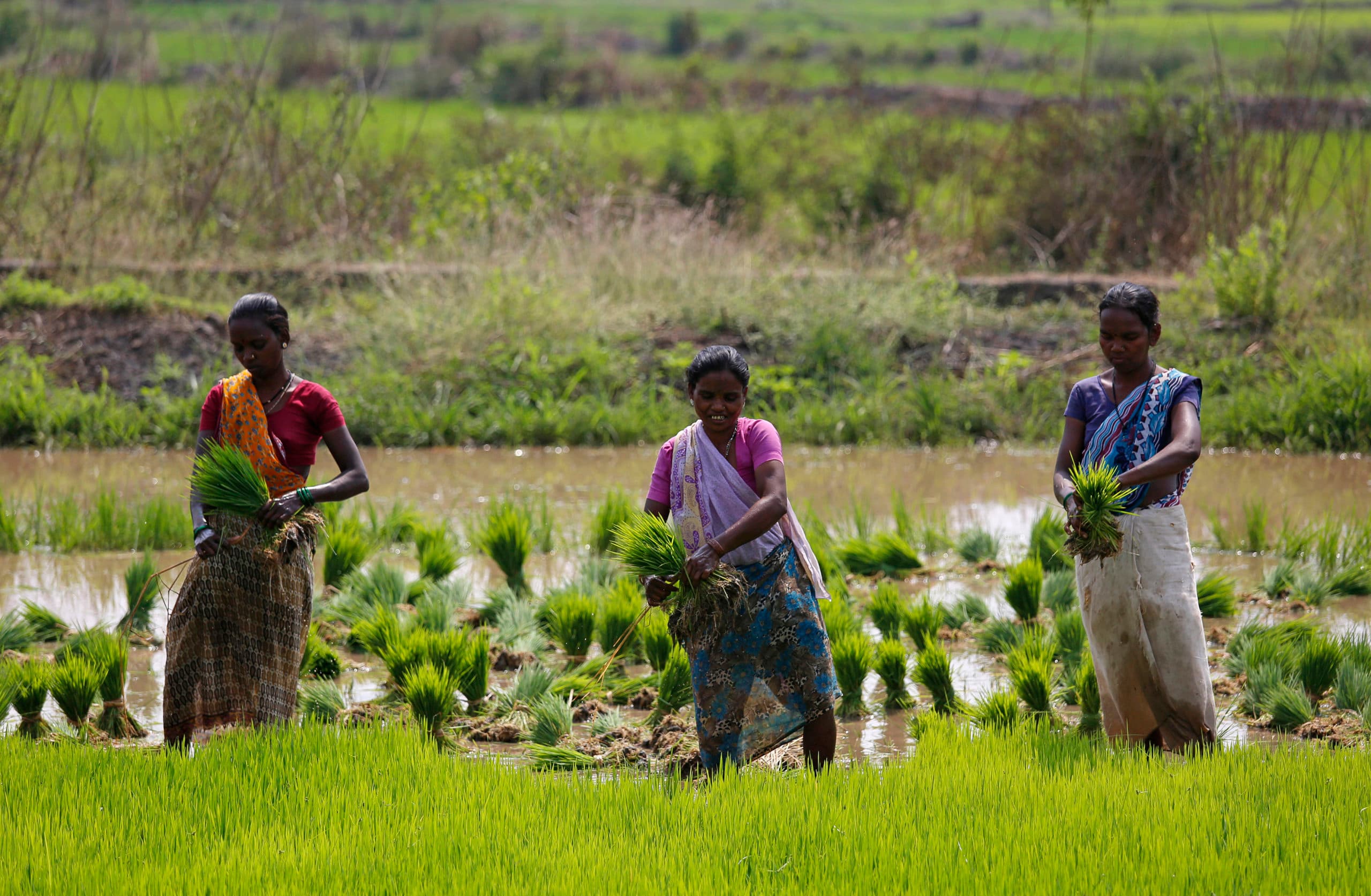 Rijst planten in Karjat, India. Een steeds groter deel van het landbouwareaal dreigt verloren te gaan, waarschuwt de VN. - Foto: Foto: Reuters