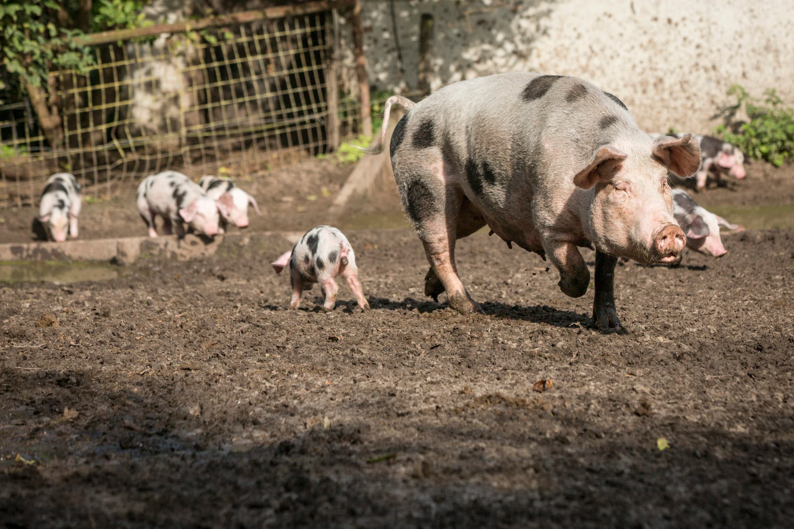 Foto: Koos Groenewold