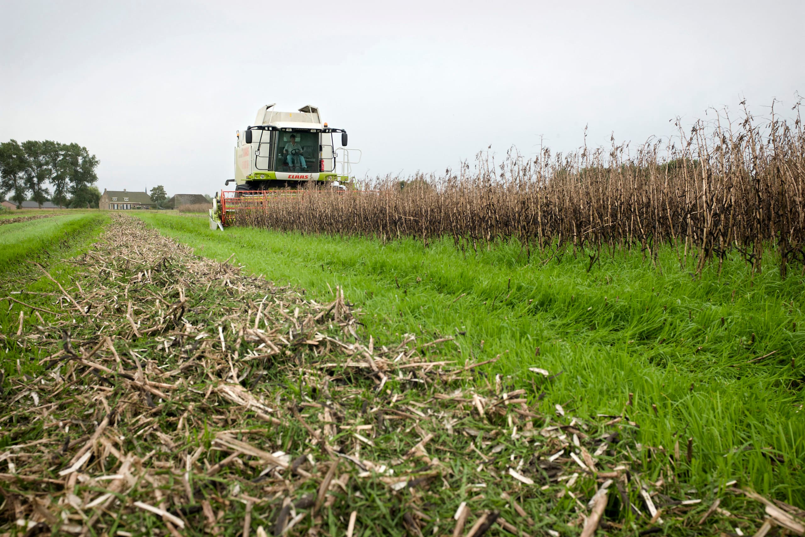 Oogsten van veldbonen - Foto: Kees Beekmans/Verbeeld