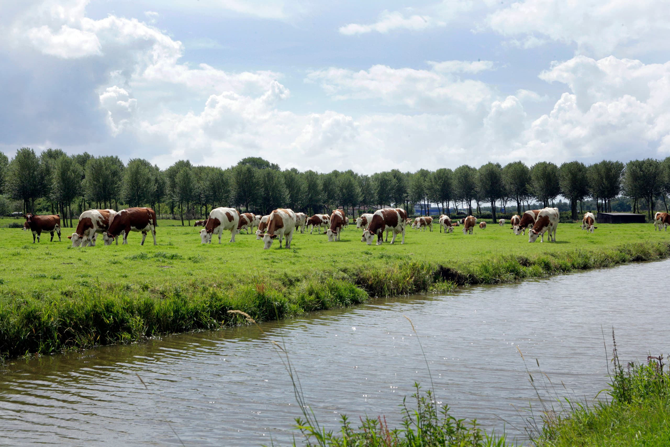 Foto: Henk Riswick