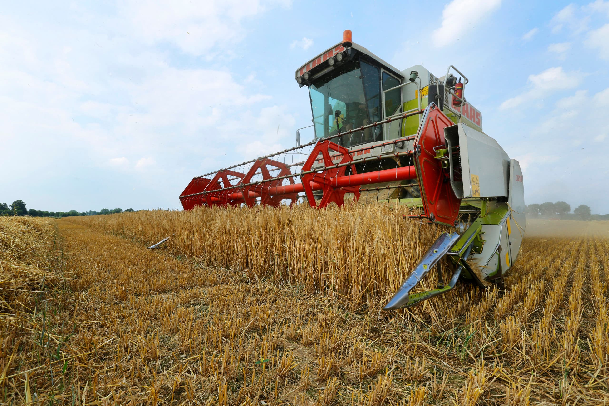 De graanoogst was in België succesvoller dan gedacht. Foto: Henk Riswick
