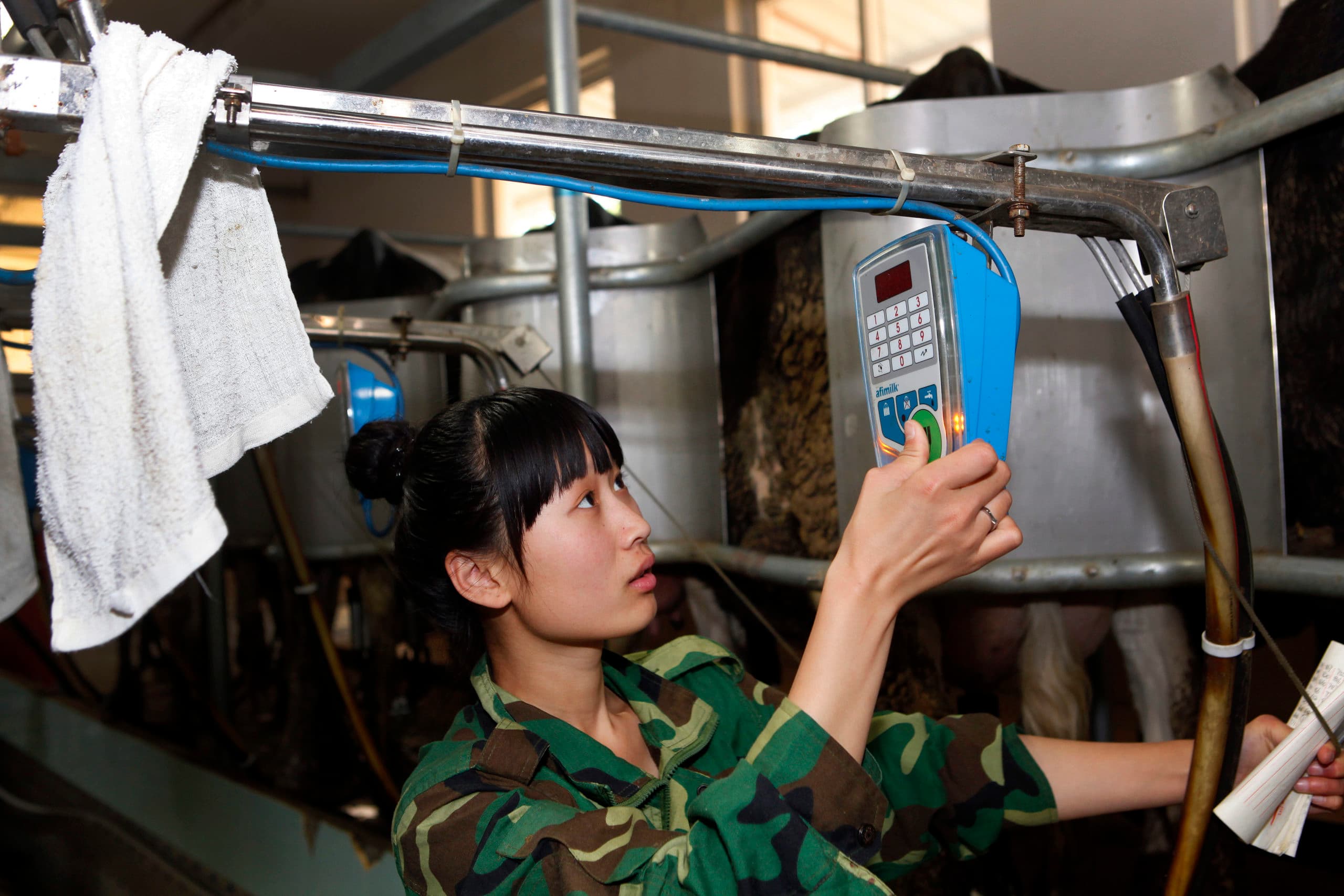 Om meer melk te kunnen produceren moet China namelijk substantieel meer luzerne en ander ruwvoer importeren. Dat is duur. - Foto: Henk Riswick
