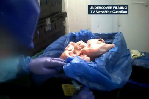 Screendump undercover film ITV News/the Guardian