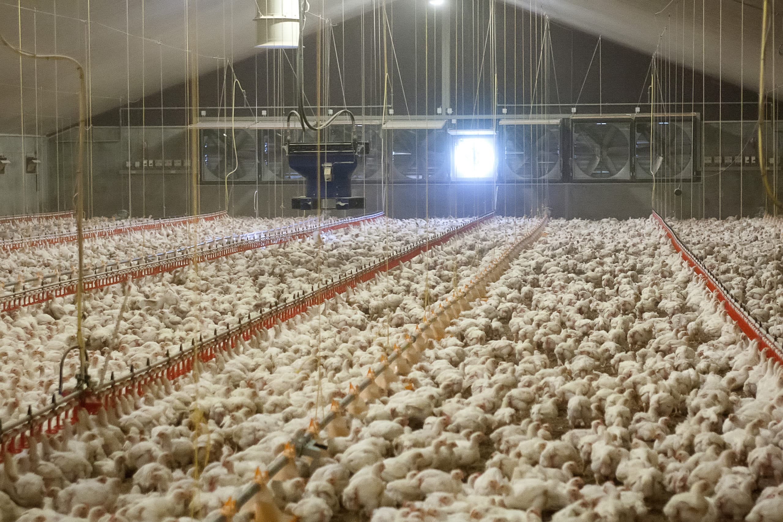 Vleeskuikens in de stal. De vooruitzichten voor pluimveevlees zijn goed.