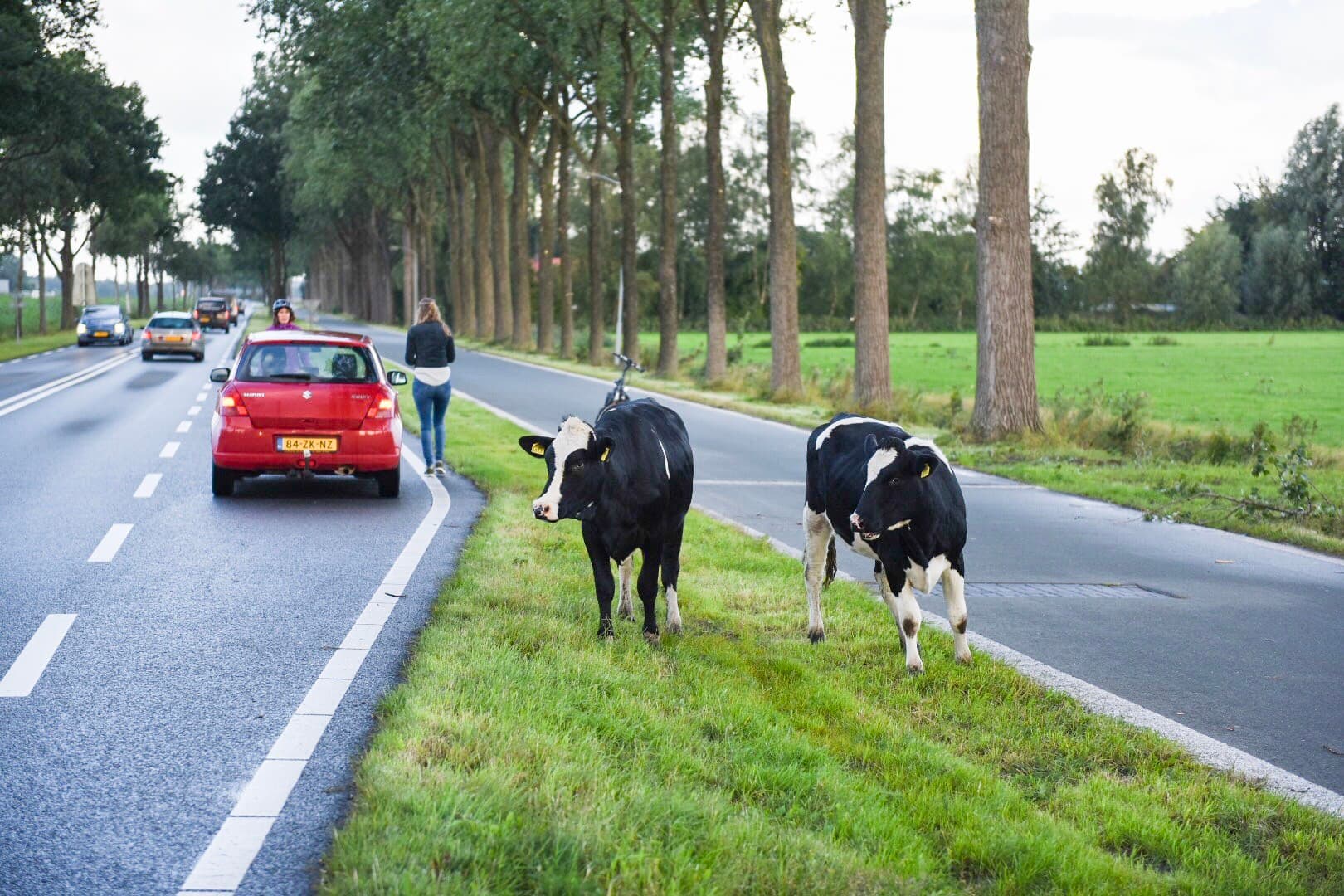 Een jongen loopt achter een kudde koeien in het Zuid- Duitse Pfronten. Tijdens het Allgaeuer Viehscheid drijven boeren hun koeien vanuit de bergen naar het dal. - Foto: AFP