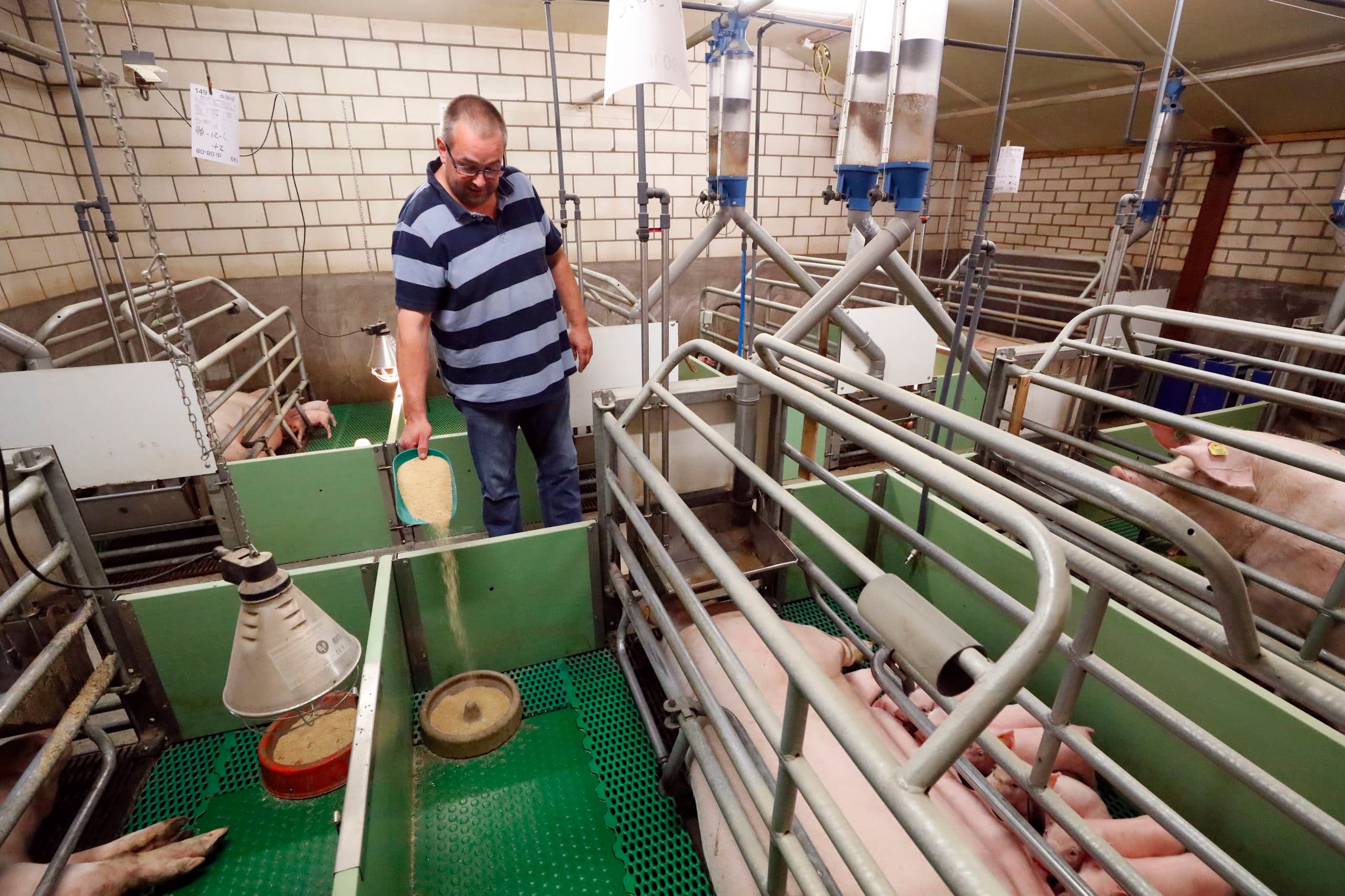 De TN70-zeugen hebben goede moedereigenschappen, aldus Vosters, die met aandacht en zorg de uitval tot spenen weet te beperken. - Fotos: Bert Jansen