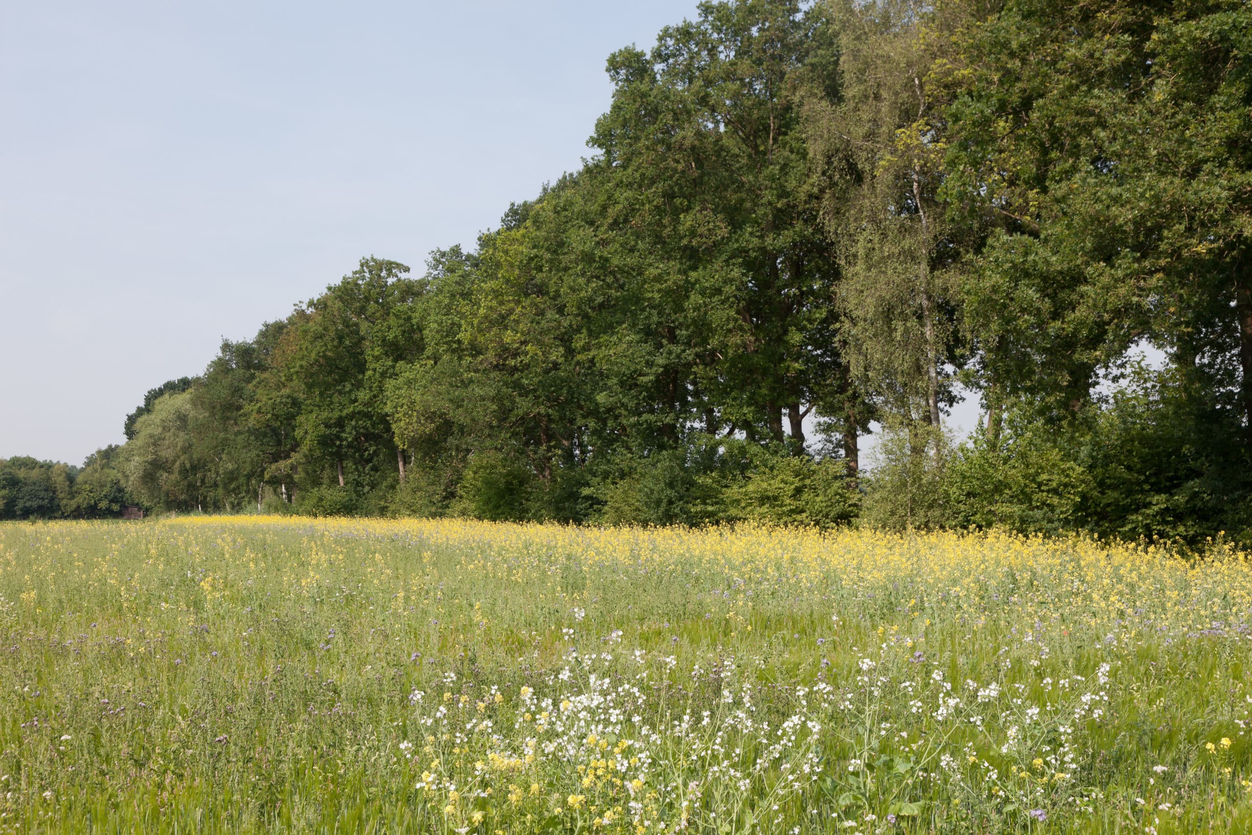 Foto: Joris Telders