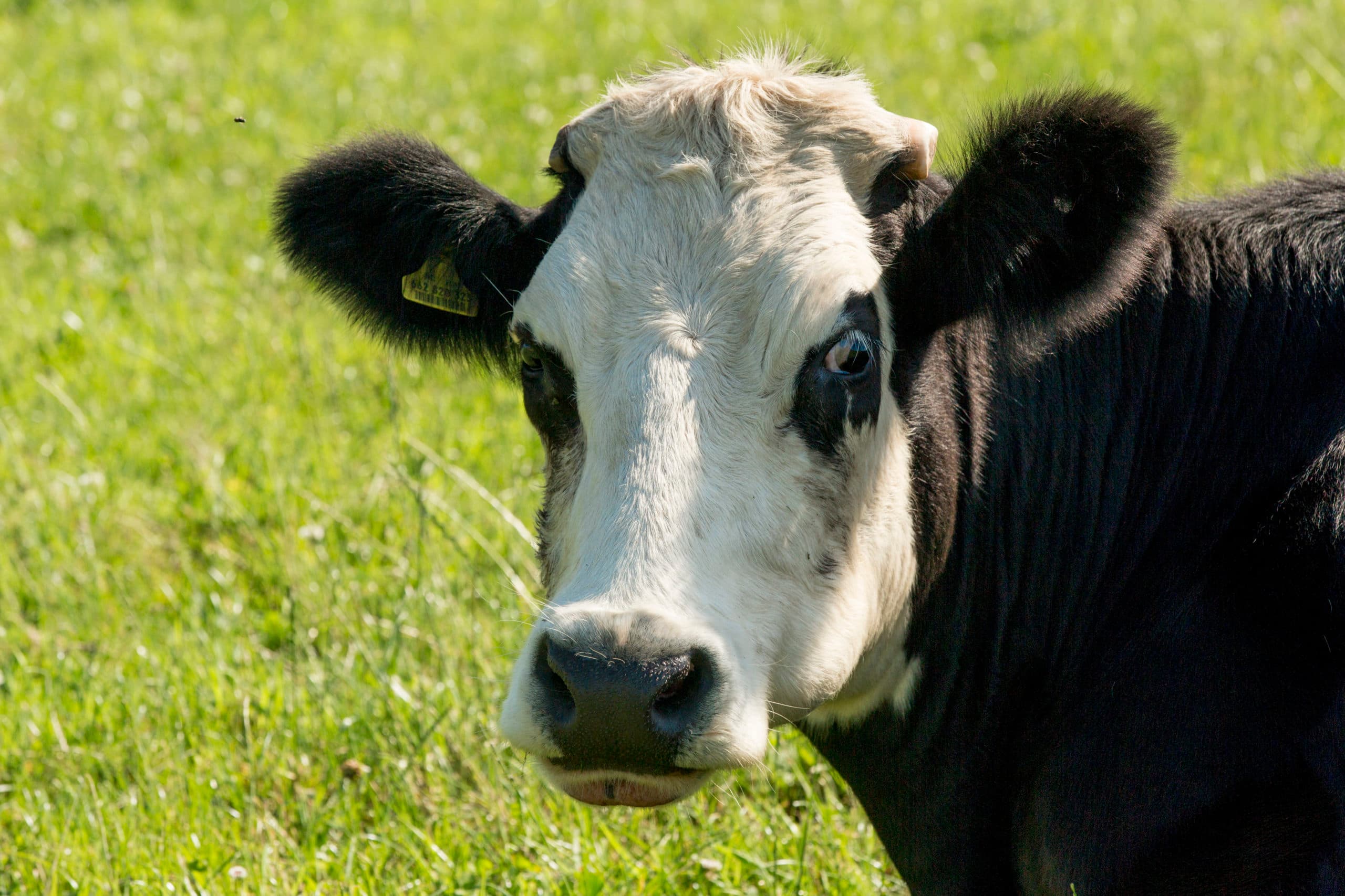 Foto: Koos Groenewold