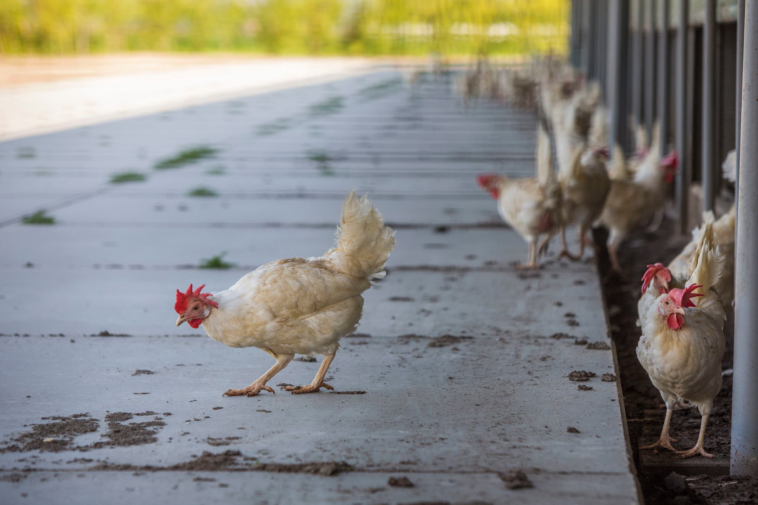 De 12-wekeneis voor vrije-uitloopeieren schrikt pluimveehouders af om te investeren in vrije uitloop, zegt Jan Huitema. - Foto: Herbert Wiggerman