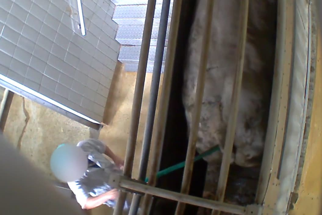 Foto: Animal Rights