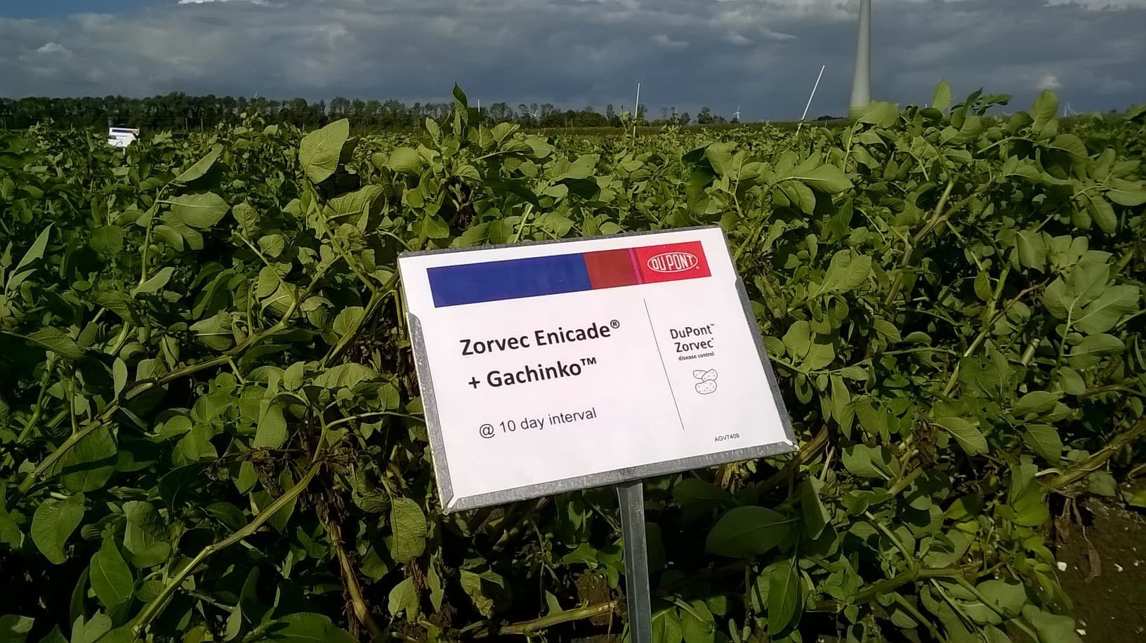Proefveld in Lelystad. De Zorvec Enicade plus Gauchinko is de Zorvec solo, aangevuld met amisulbrom. - Foto: DuPont