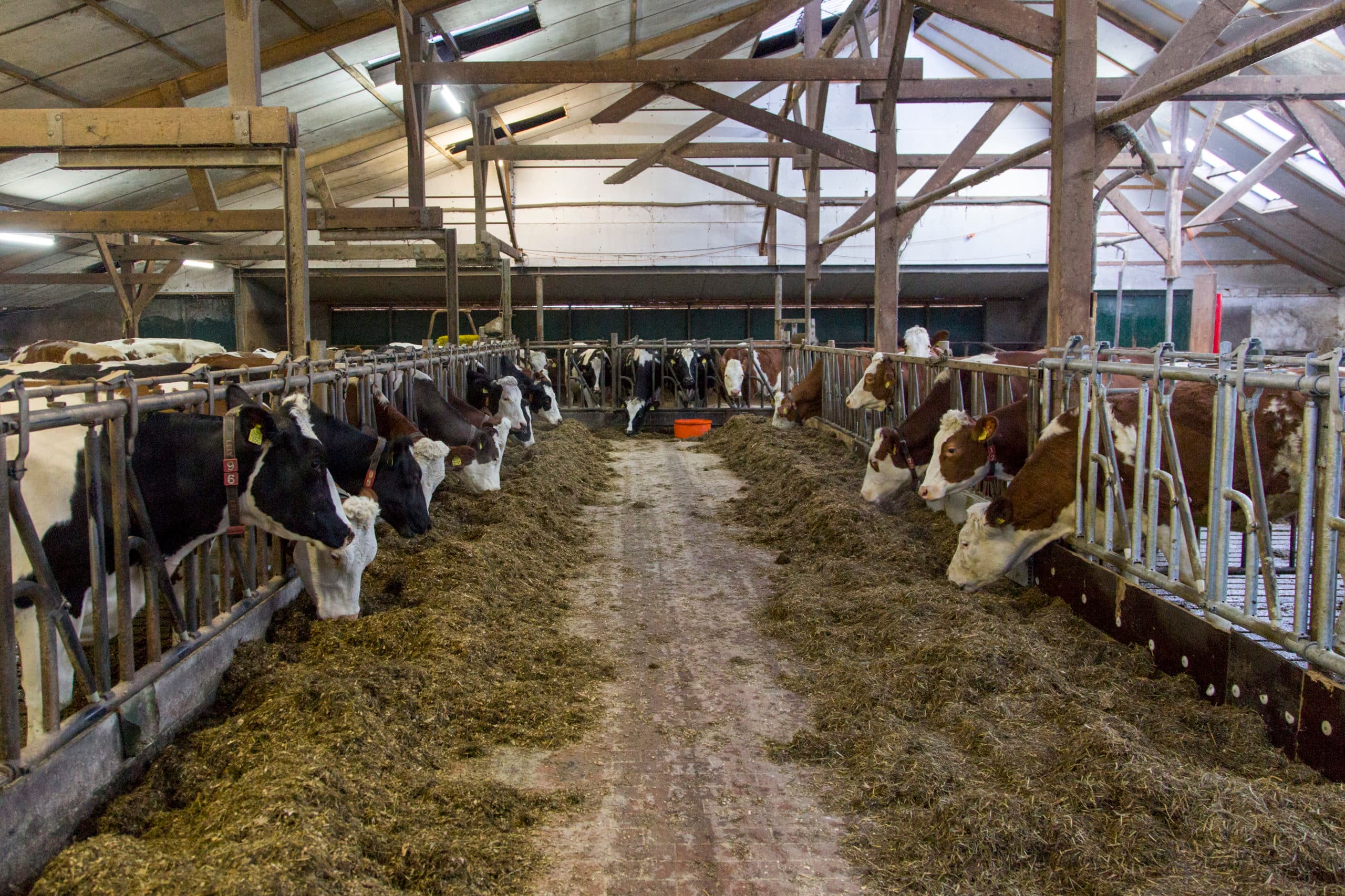 Foto: Koos Groenewold