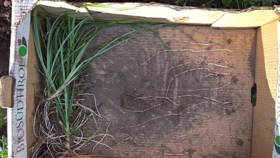 Knolcyperus rukt op in Vlaanderen
