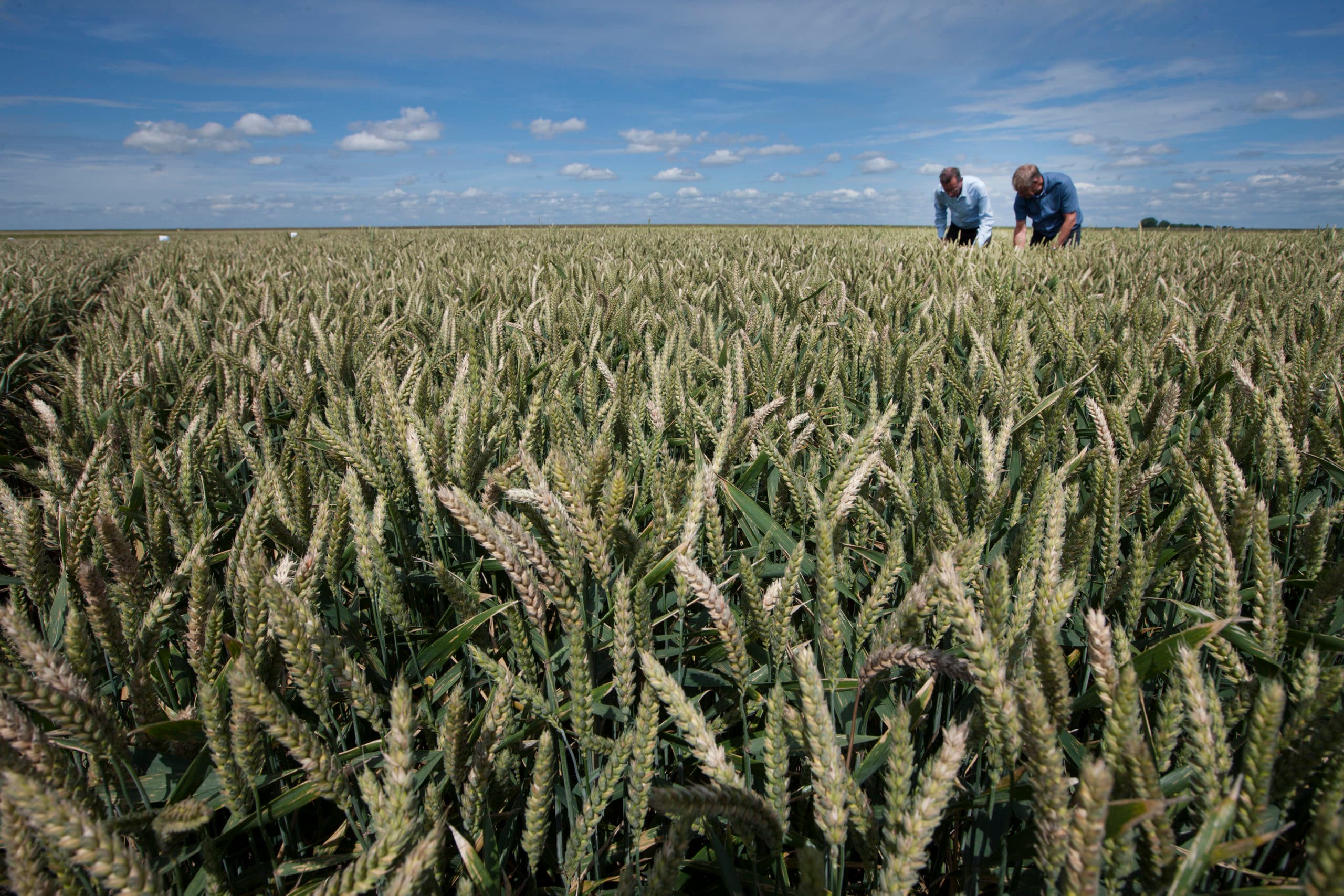 Een graandemo in het Oldambt. De nieuwe middelen worden met nummers aangeduid, maar op de Britse beurs Cereals presenteerden Bayer en Syngenta al hun nieuwe fungiciden Ascra XPro en Elatus Era. - Foto: Hans Banus