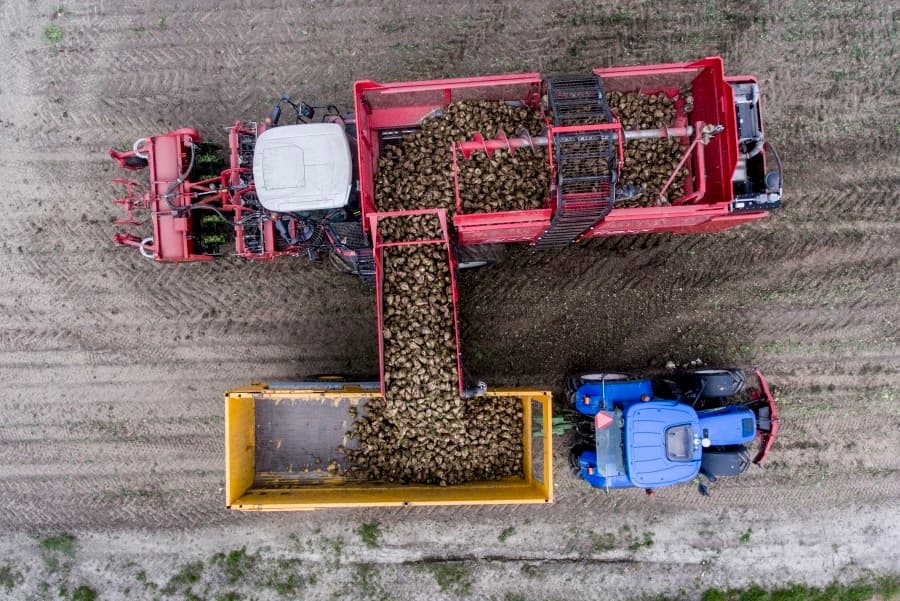 De rooier werkt met lichters die de dikke suikerbieten van tegenwoordig beter naar binnen krijgen dan de vroegere opaallichters.