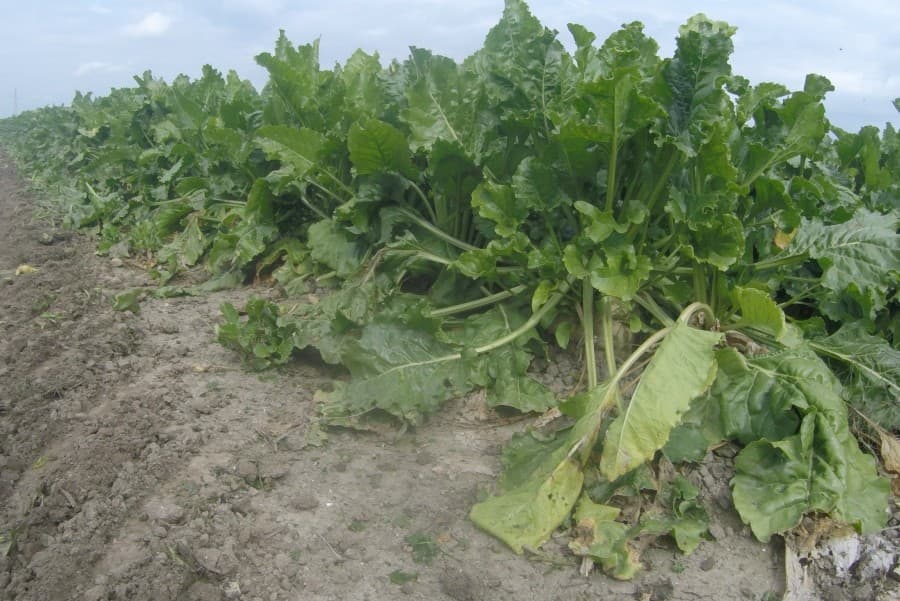 Doornenbal oogst 8 hectare van zijn 35 hectare bieten voor de vroege levering.