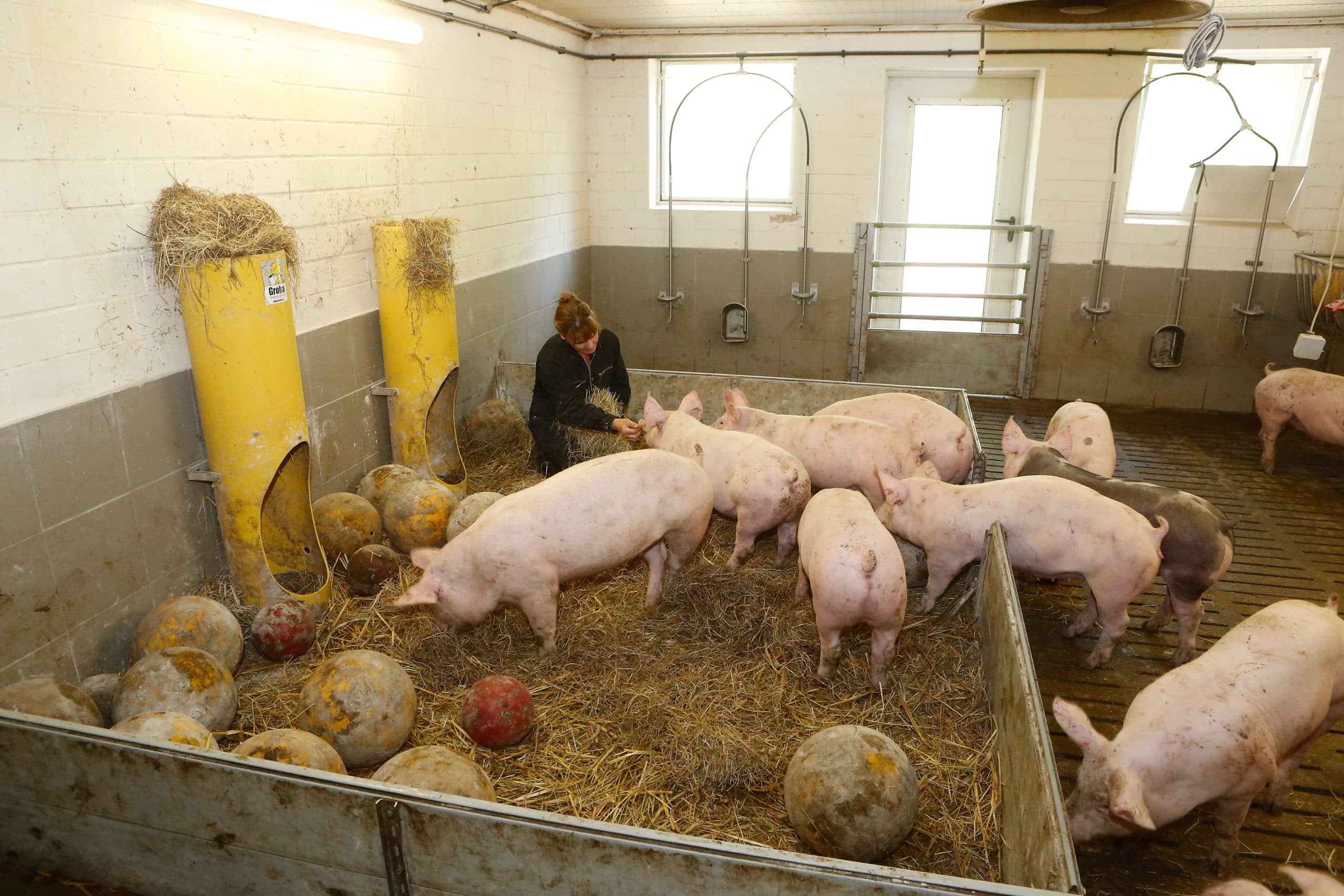 Het verstrekken van ruwvoer wordt het best beloond met Initiative Tierwohl. - Foto: Henk Riswick