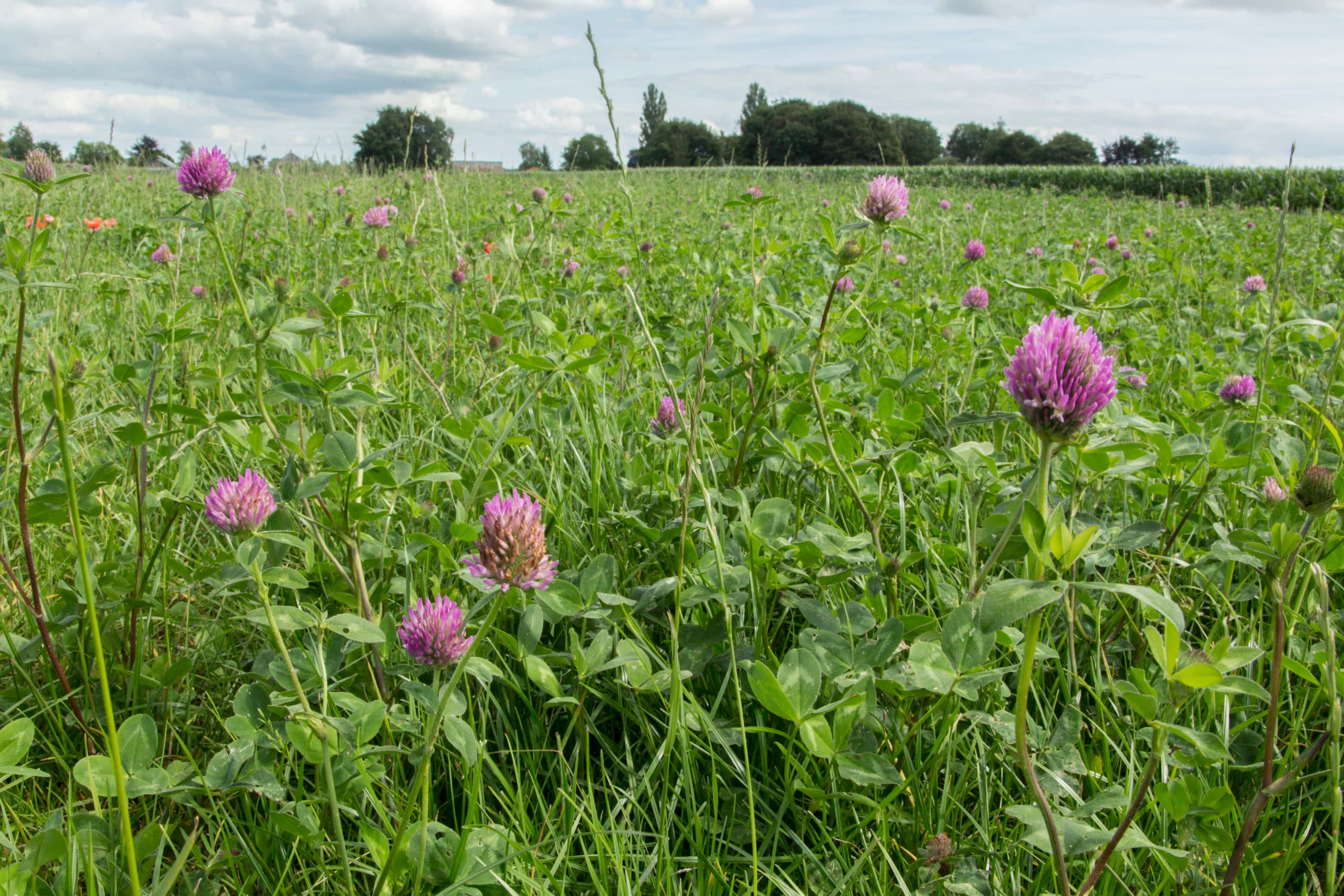 Foto: Koos Groenewold