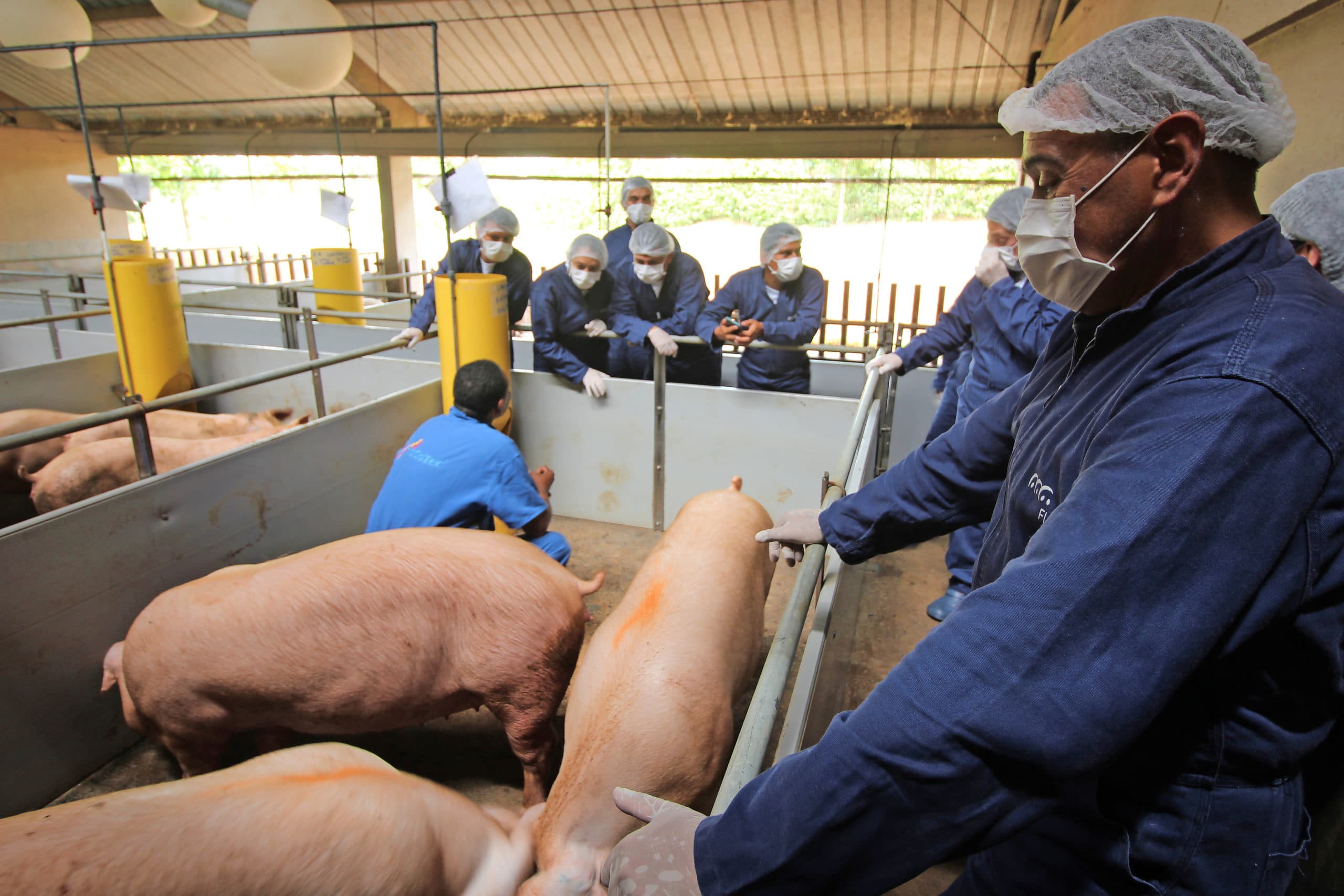 Tijd voor training: in de geltenstal zijn Colombiaanse varkensexperts bij elkaar om te luisteren naar Ángelo Morales, docent bij HoCoTec. - Foto's: Vincent ter Beek
