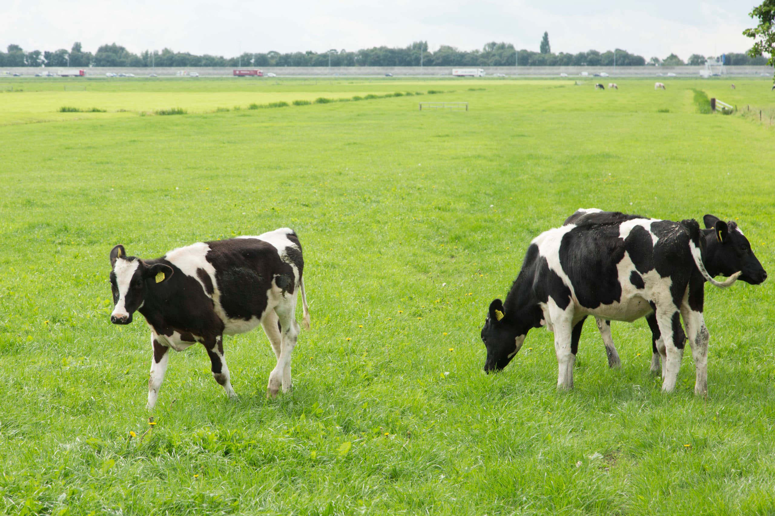 Foto: Koos Groenewold