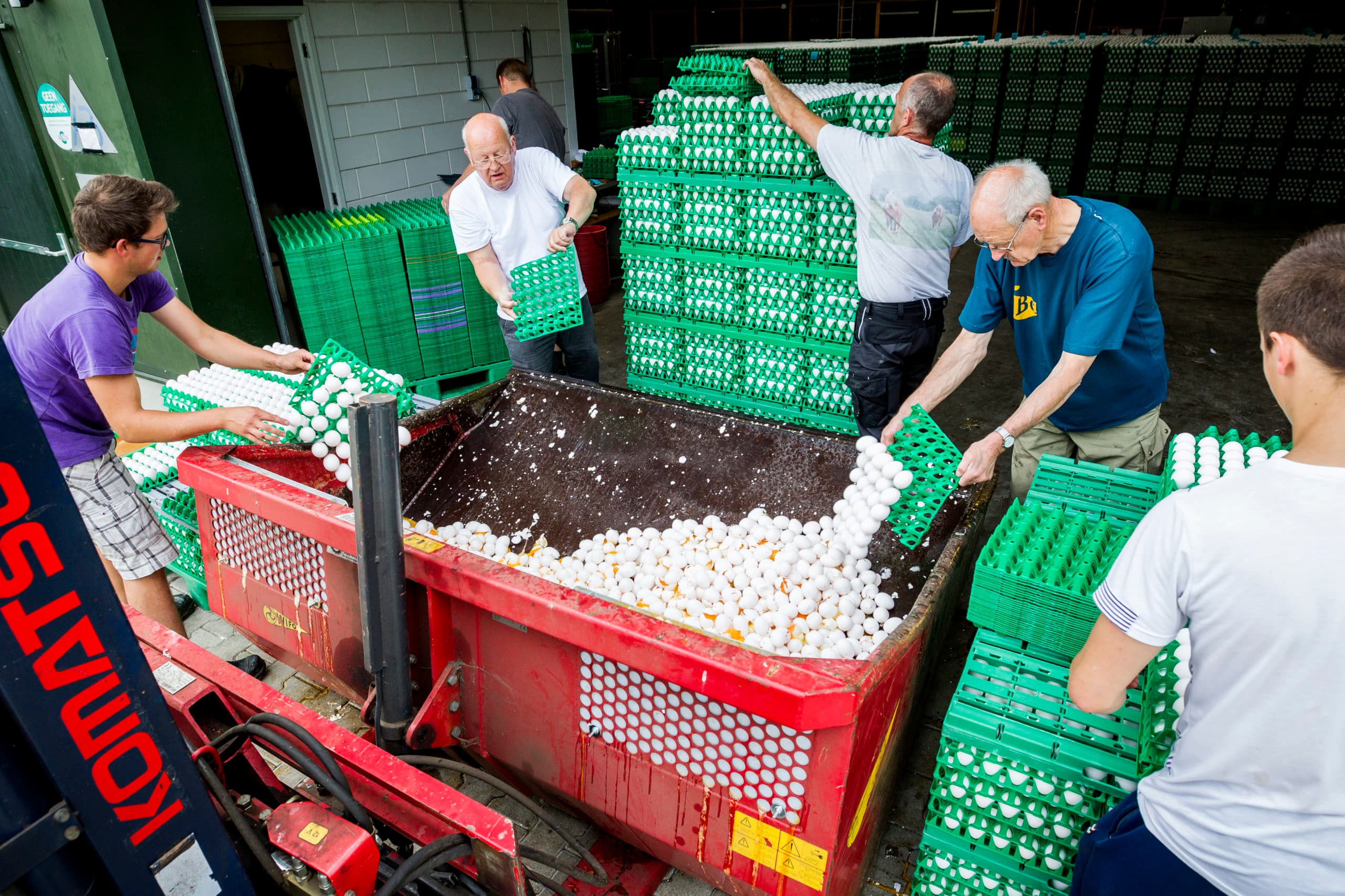 Eieren worden vernietigd op een pluimveebedrijf - Foto: ANP
