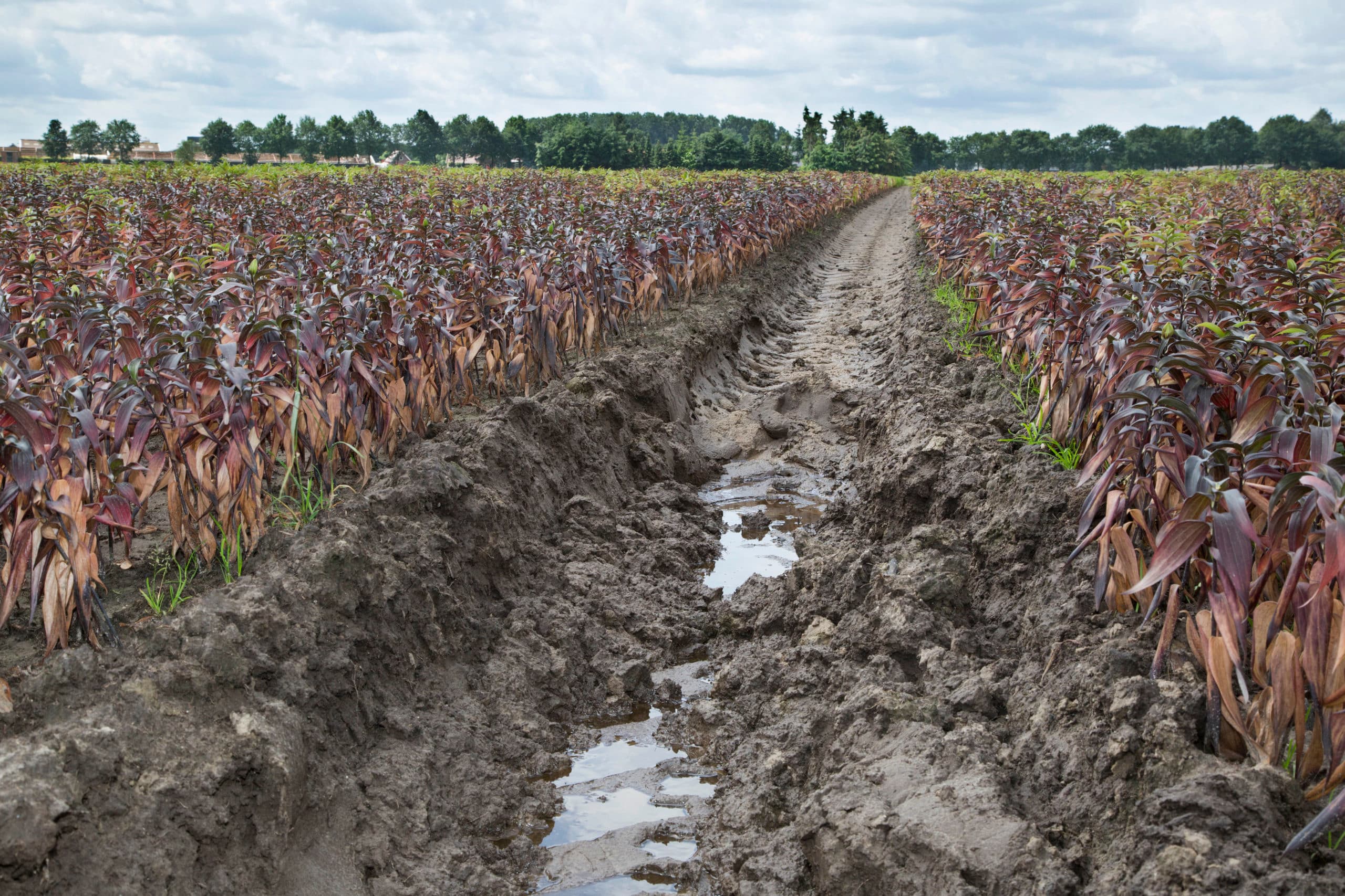 Foto: Jan Willem Schouten