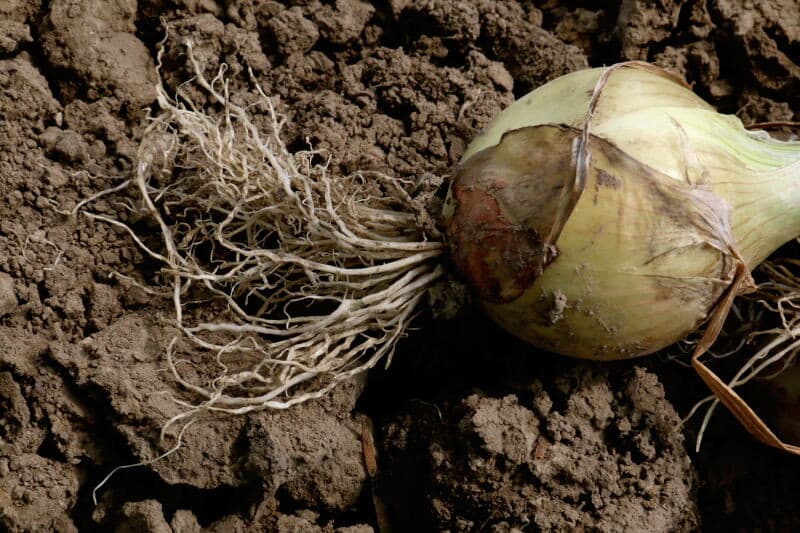 Bij een verslempingsproef liggen er van Pentagrow proeven waarbij onder andere de middelen Nutriphite en Pentakeep zijn toegepast. Deze toepassing zou leiden tot een hardere en zwaardere ui met een hoger drogestofgehalte, zoals gebleken in voorgaande seizoenen. Het resultaat van dit seizoen is nog niet bekend. Dat geld ook voor de proef waarbij bepaalde percentages van het loof worden geklapt, om te zien wat de invloed van stengellengte is op het voorkomen van koprot.