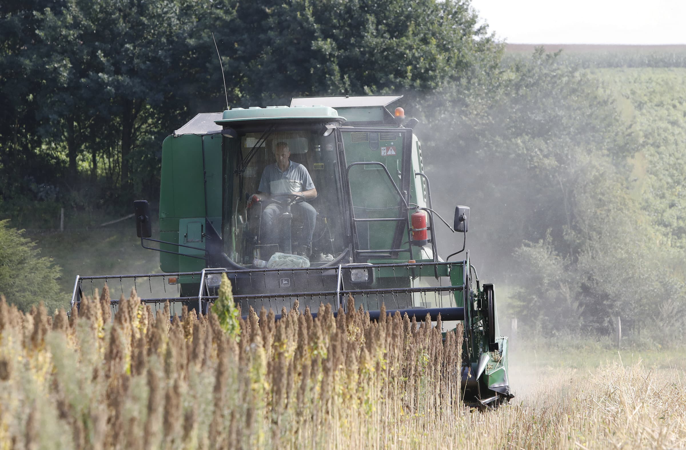 Oogst van een voor Nederland bijzonder gewas: quinoa, hier in de buurt van Groesbeek, bij familie De Swart. Het gaat om 3 hecare. In totaal zou in Neerland nu 70 hectare staan, terwijl er ruimte is voor 100 hectare. Foto: Vidiphoto
