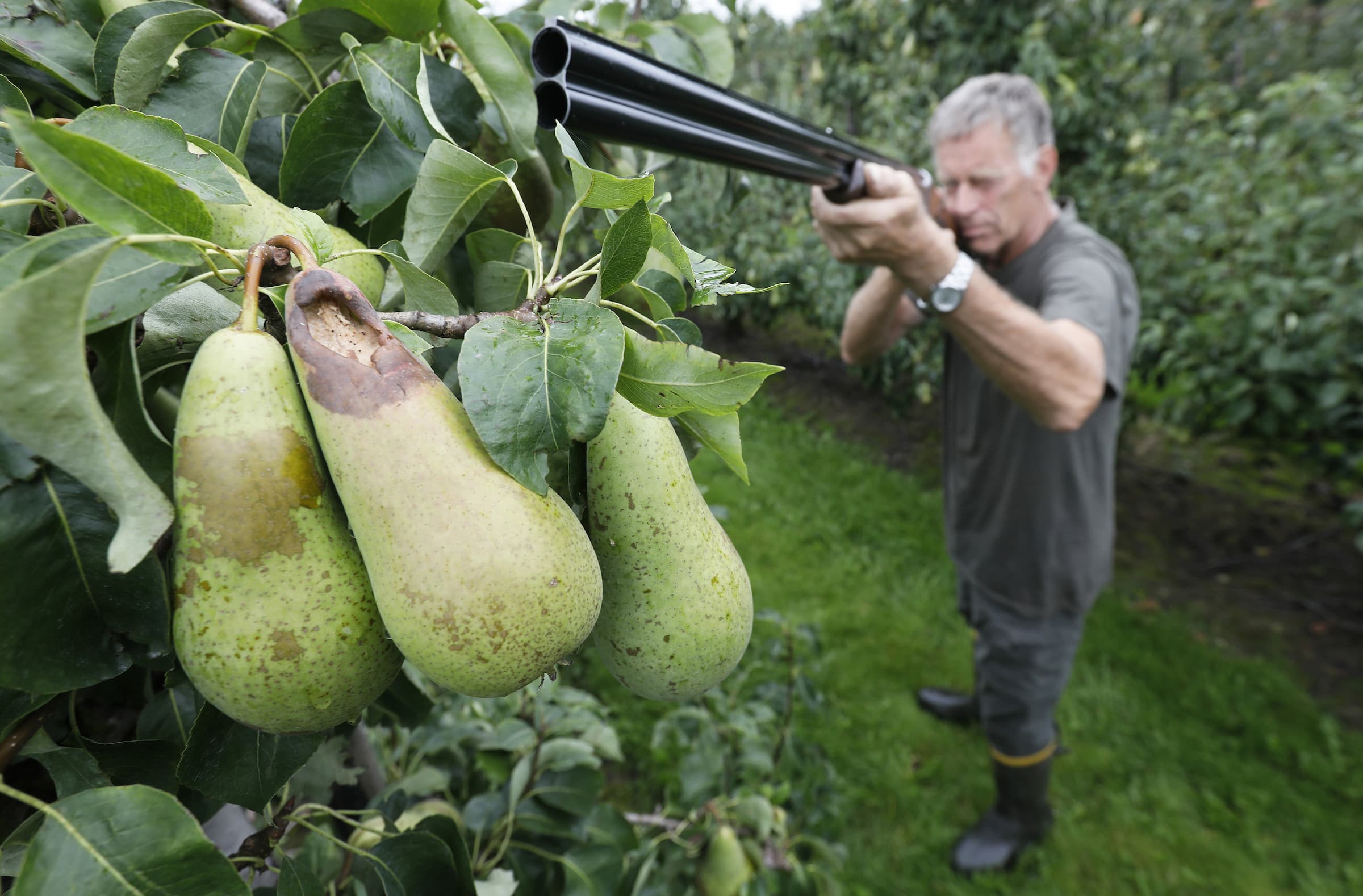 Bij Henk Teller in Ter Apel is de oogst van waspeen bezig, in totaal 15 hectare. De peen is bestemd voor de conservenindustrie en wordt verwerkt in Helmond. Foto: Koos van der Spek