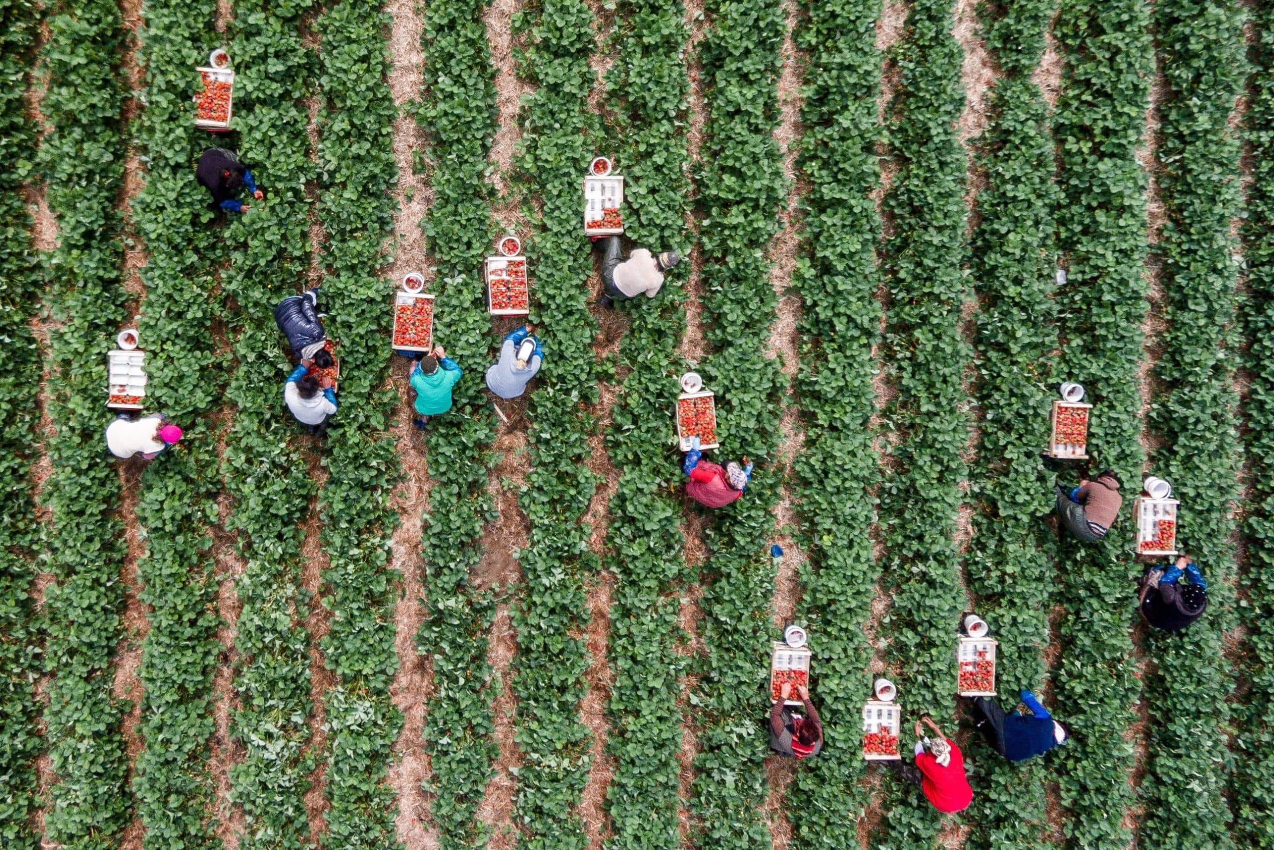 Aardbeienoogst in Duitsland - Foto: EPA