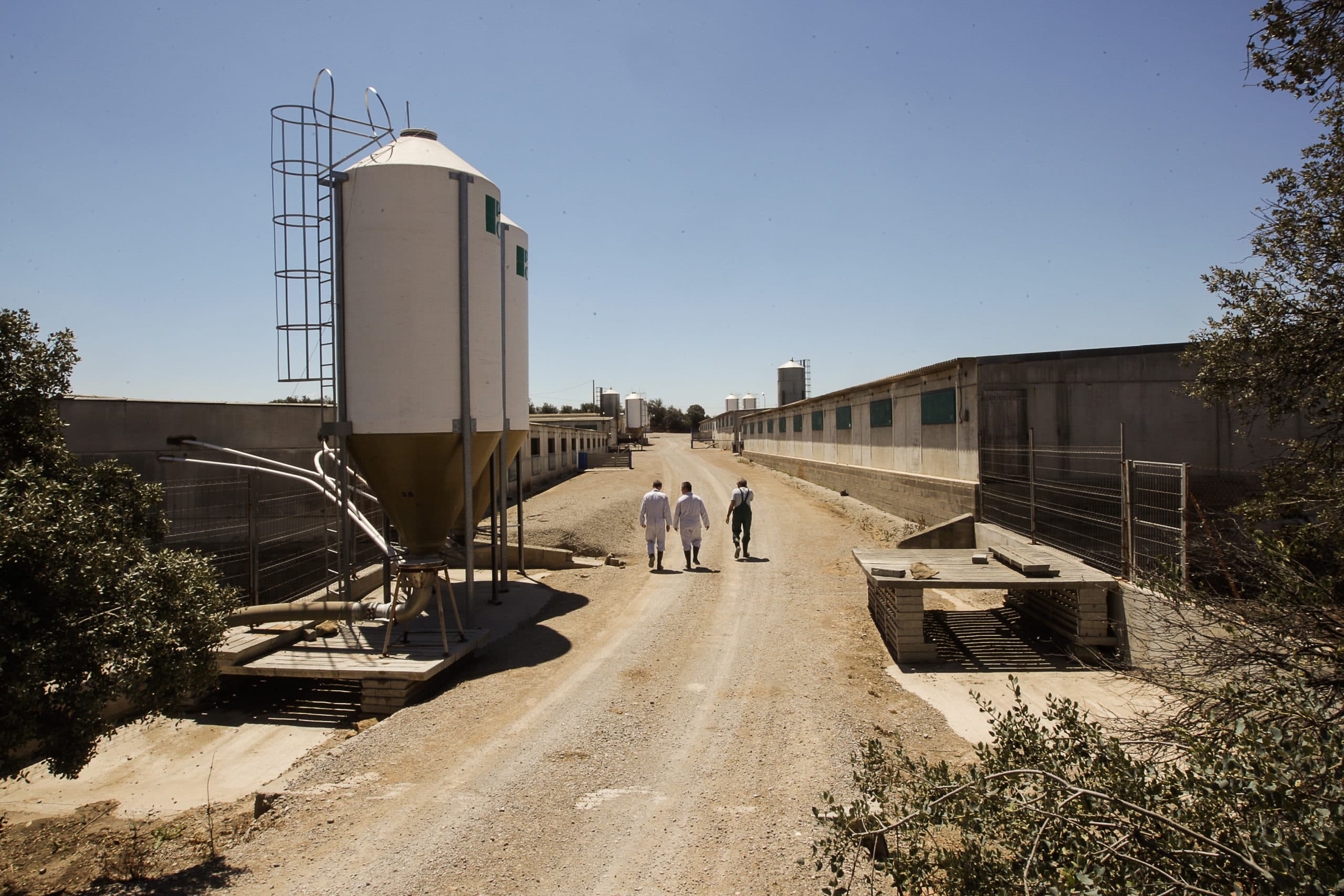 Een groot varkensbedrijf in Agromunt, in de regio Lleida in Catalonië. - Foto: Ronald Hissink