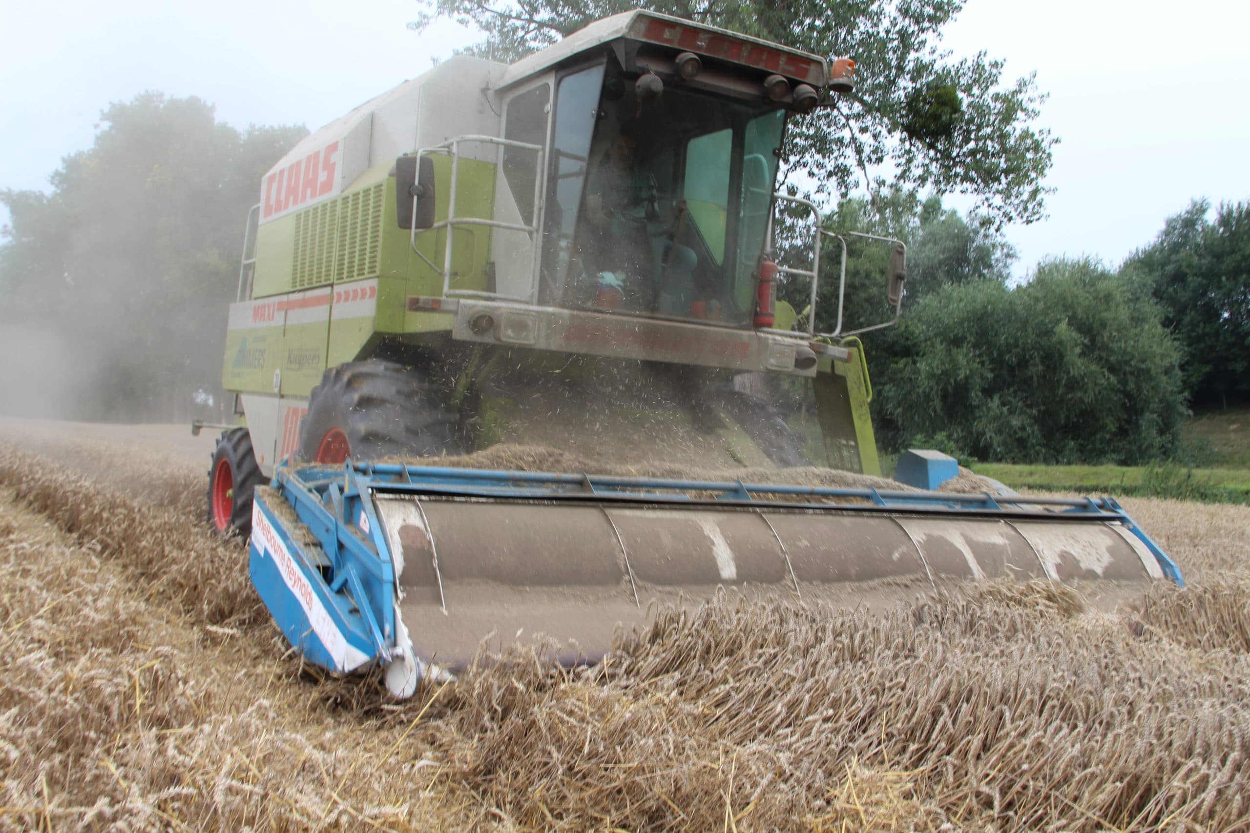 Tarwe oogsten met arenstripper - Foto: Guus Queisen