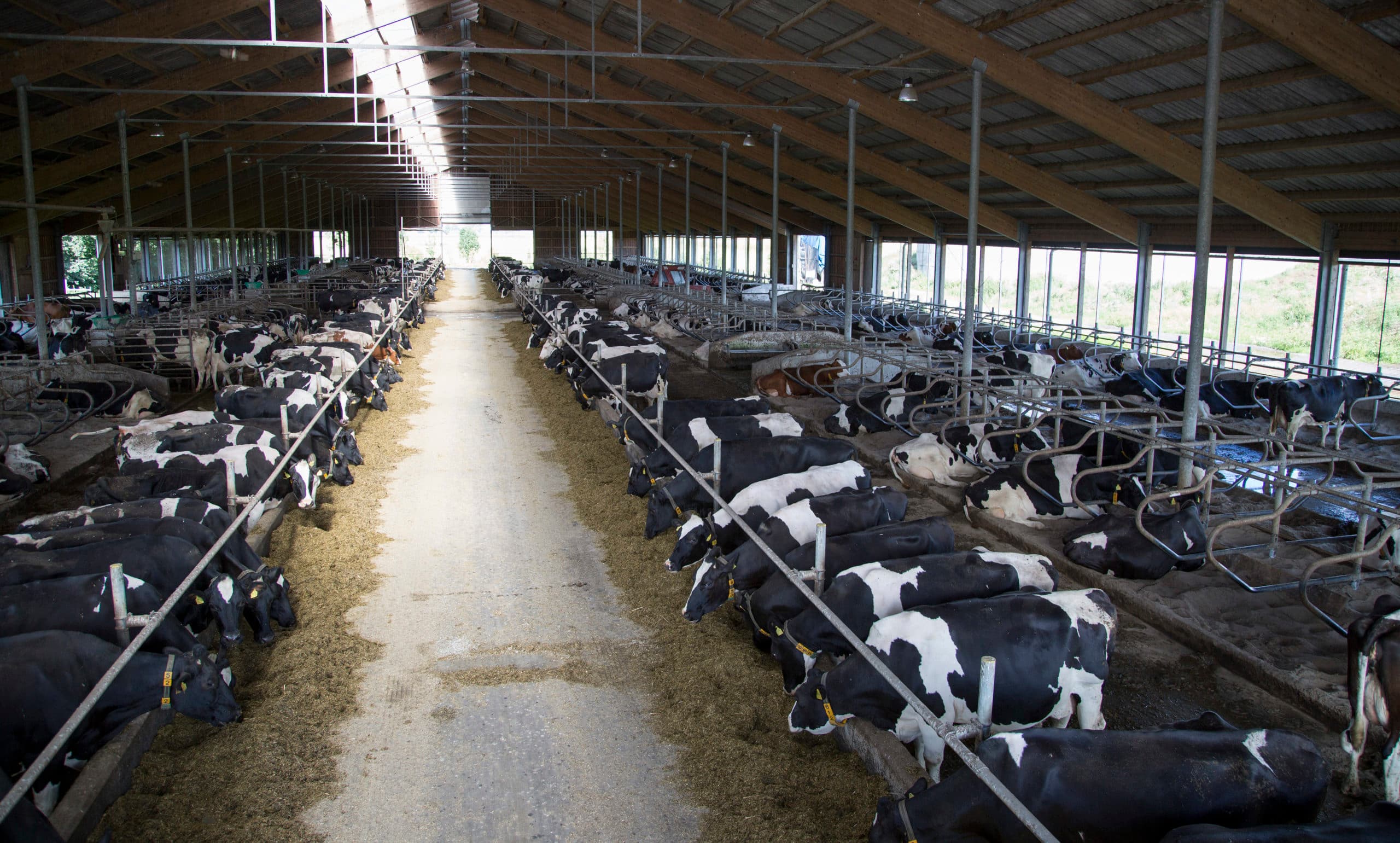 Intensieve bedrijven verliezen minder saldo per ingeleverde koe dan extensieve bedrijven. Dat komt doordat intensieve bedrijven mest moeten afvoeren en voer moeten aankopen om een koe extra te kunnen melken. - Foto: Jan Willem Schouten