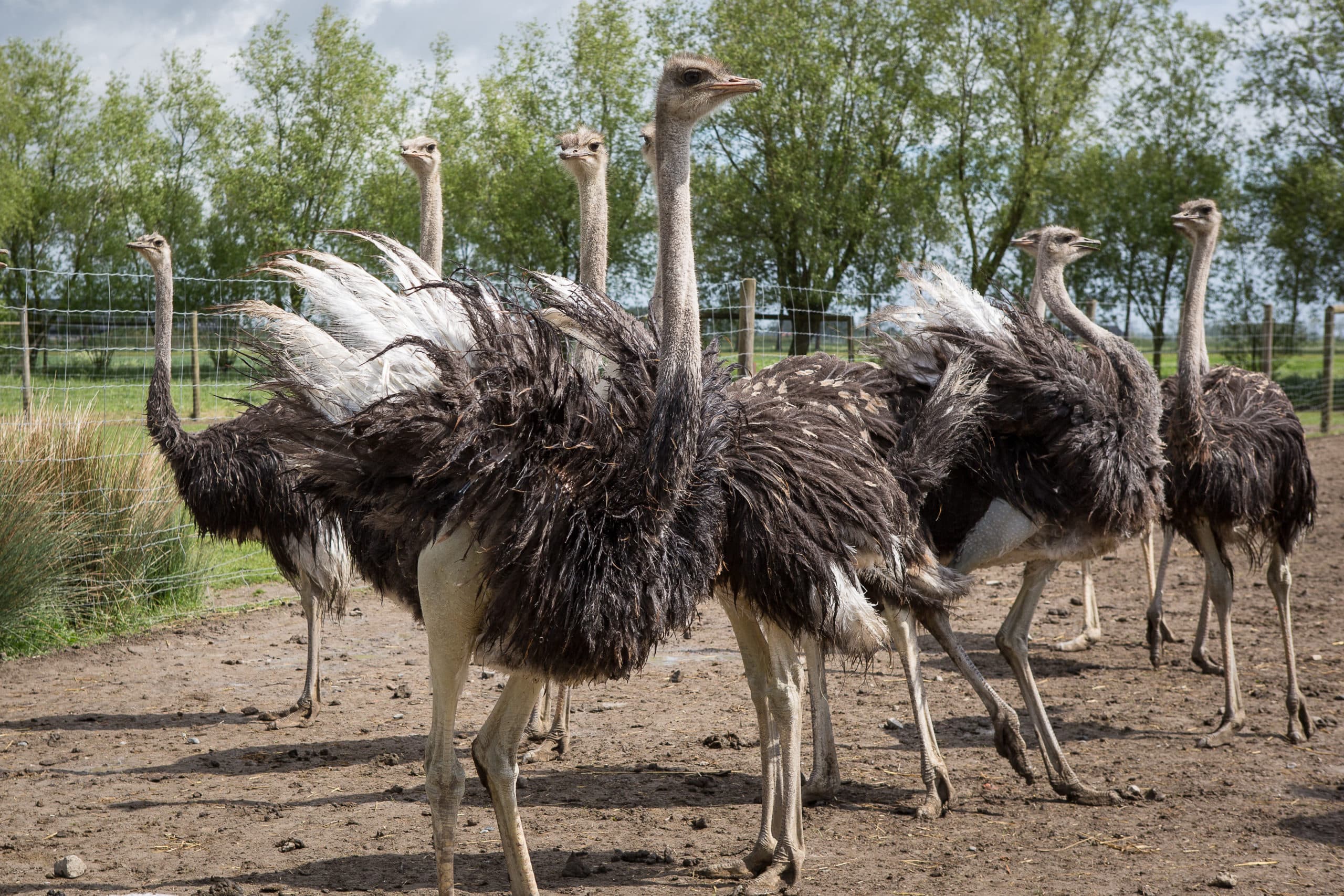 Stilstaan en als een struisvogel de kop in het zand steken is voor ondernemers geen optie. - Foto: Peter Roek