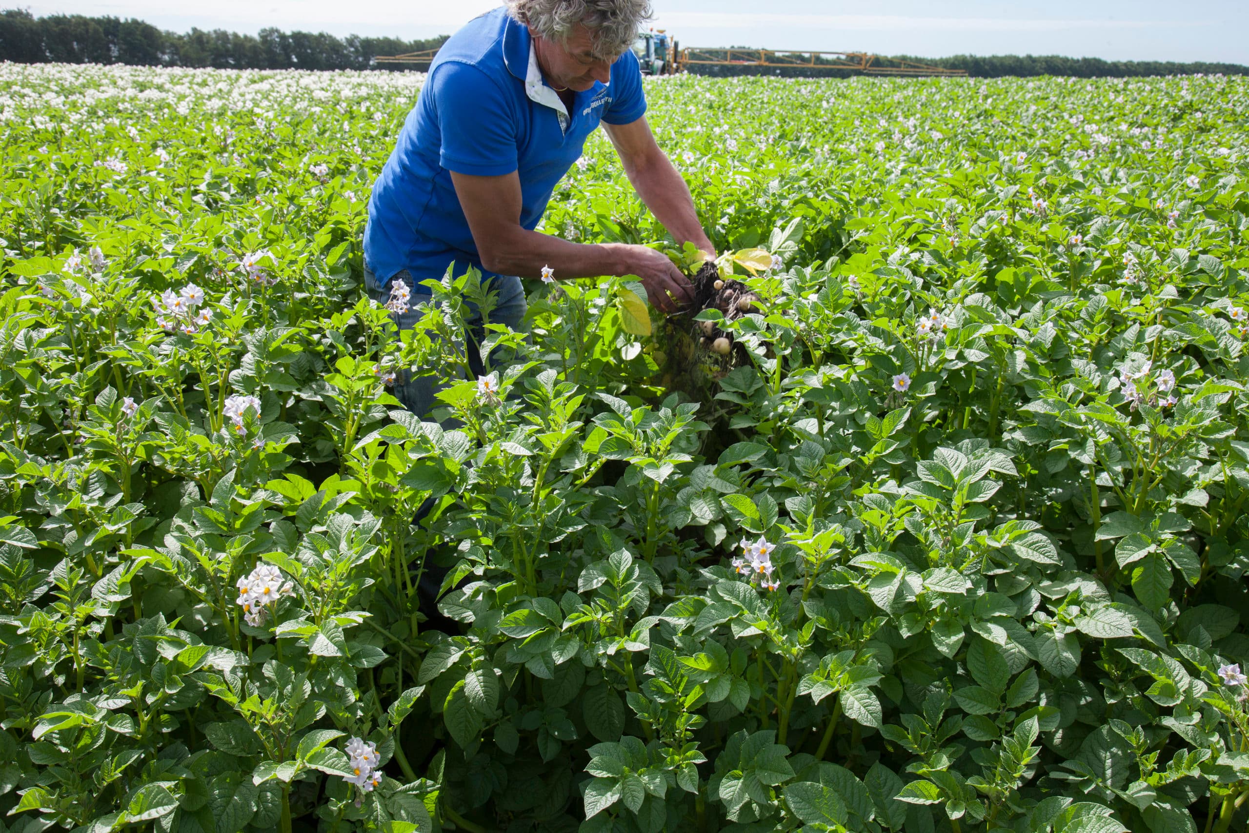 Akkerbouwer Harrie Prins uit Wijster (Dr.) teelt Avito, een phytophthora-resistente aardappel.
